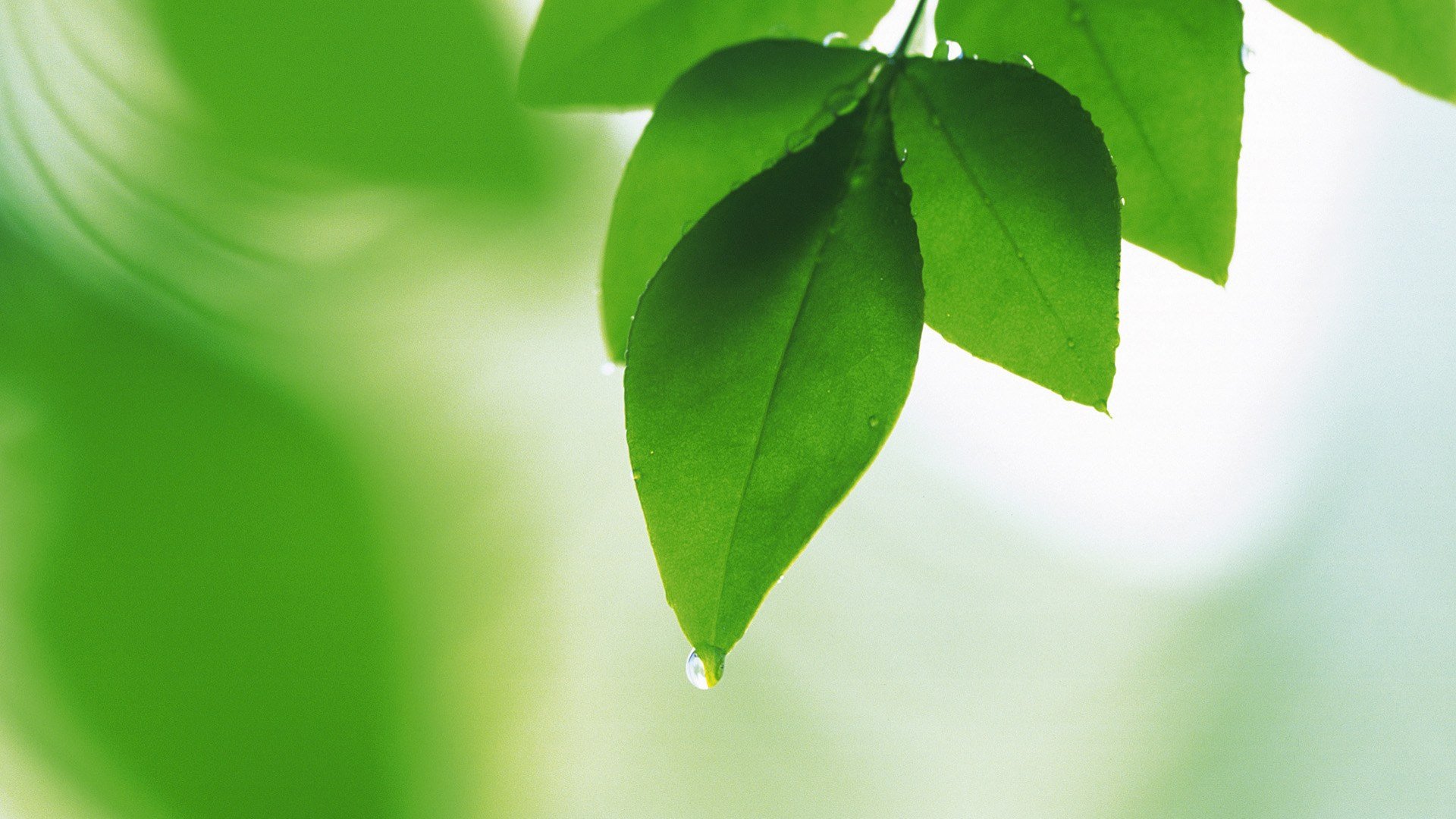 小清新,护眼壁纸,绿色,儿童桌面专用