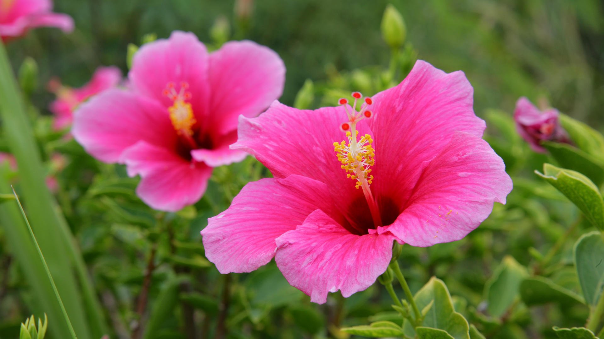小清新,鸟语花香,花卉,2月5日,儿童桌面专用