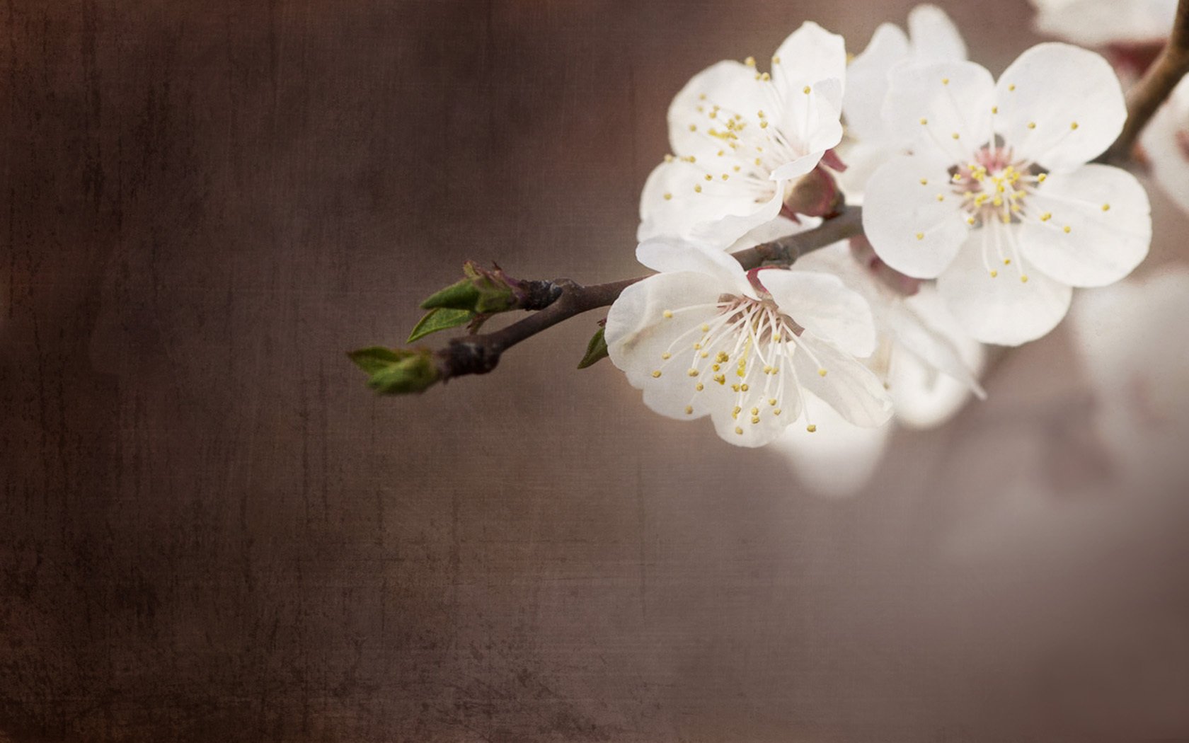 小清新,娇艳欲滴,花卉,2月20日,儿童桌面专用