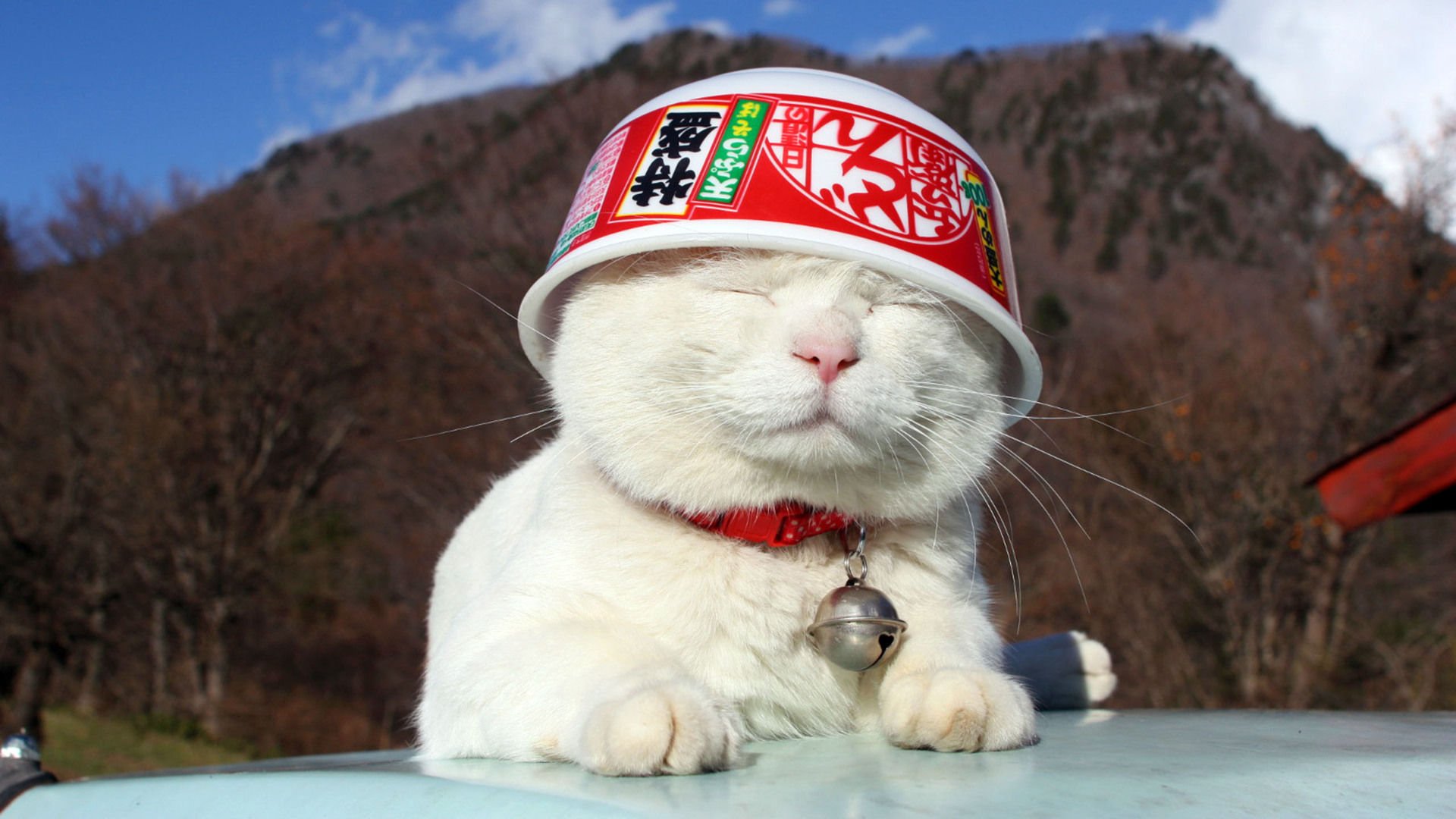 萌宠,喵星人,猫,古灵精怪,卖萌,搞笑图,憨态百出,儿童桌面专用