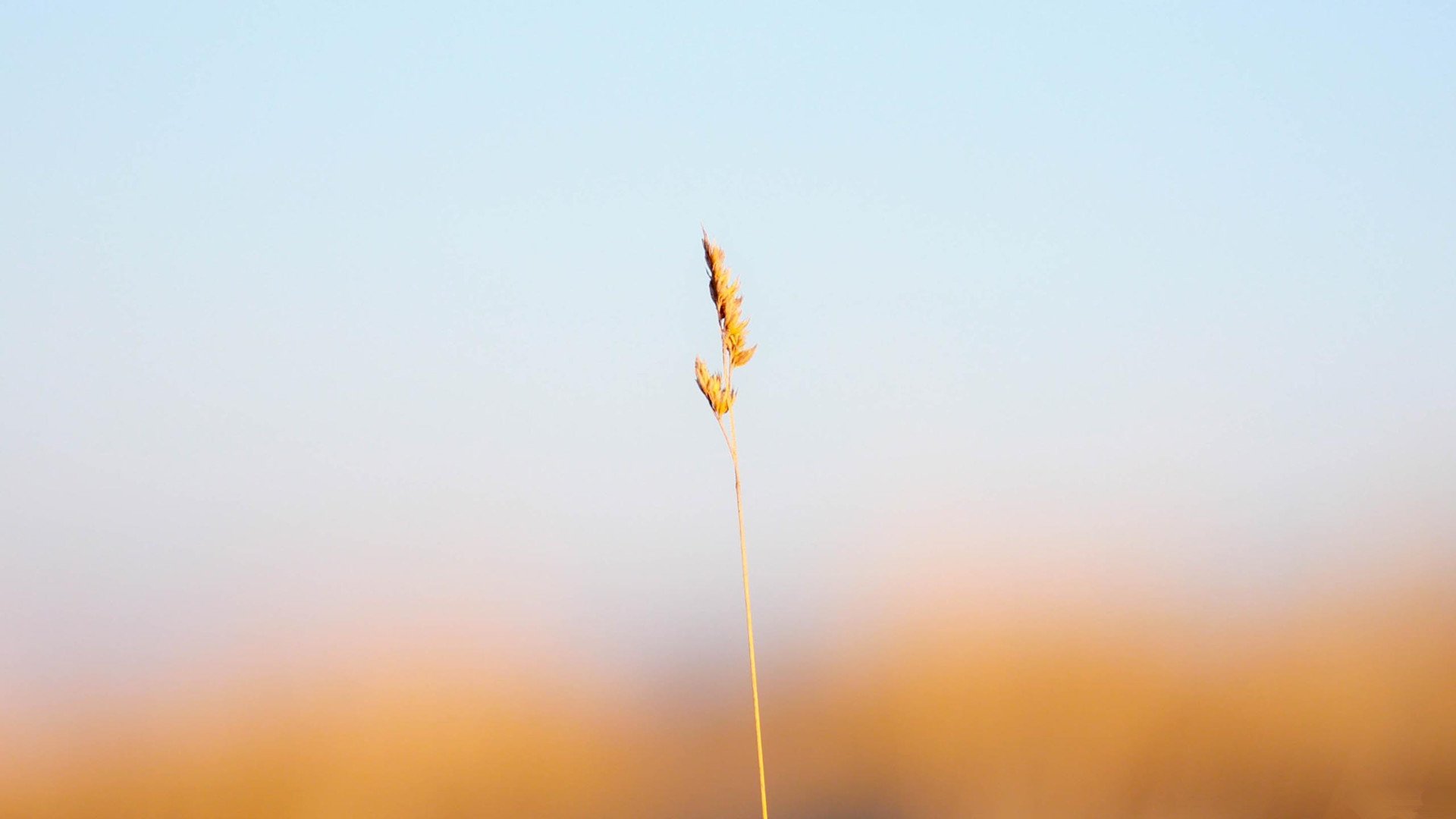 小清新,舒缓压力,2月19日,儿童桌面专用