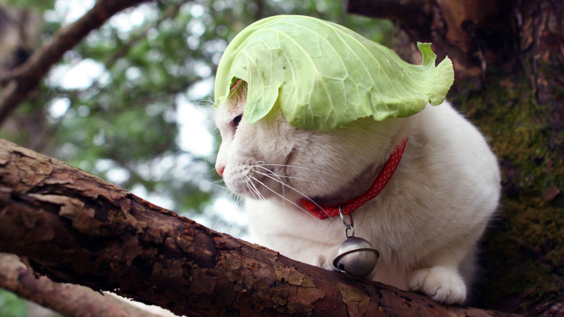 萌宠,喵星人,猫,古灵精怪,卖萌,搞笑图,憨态百出,儿童桌面专用