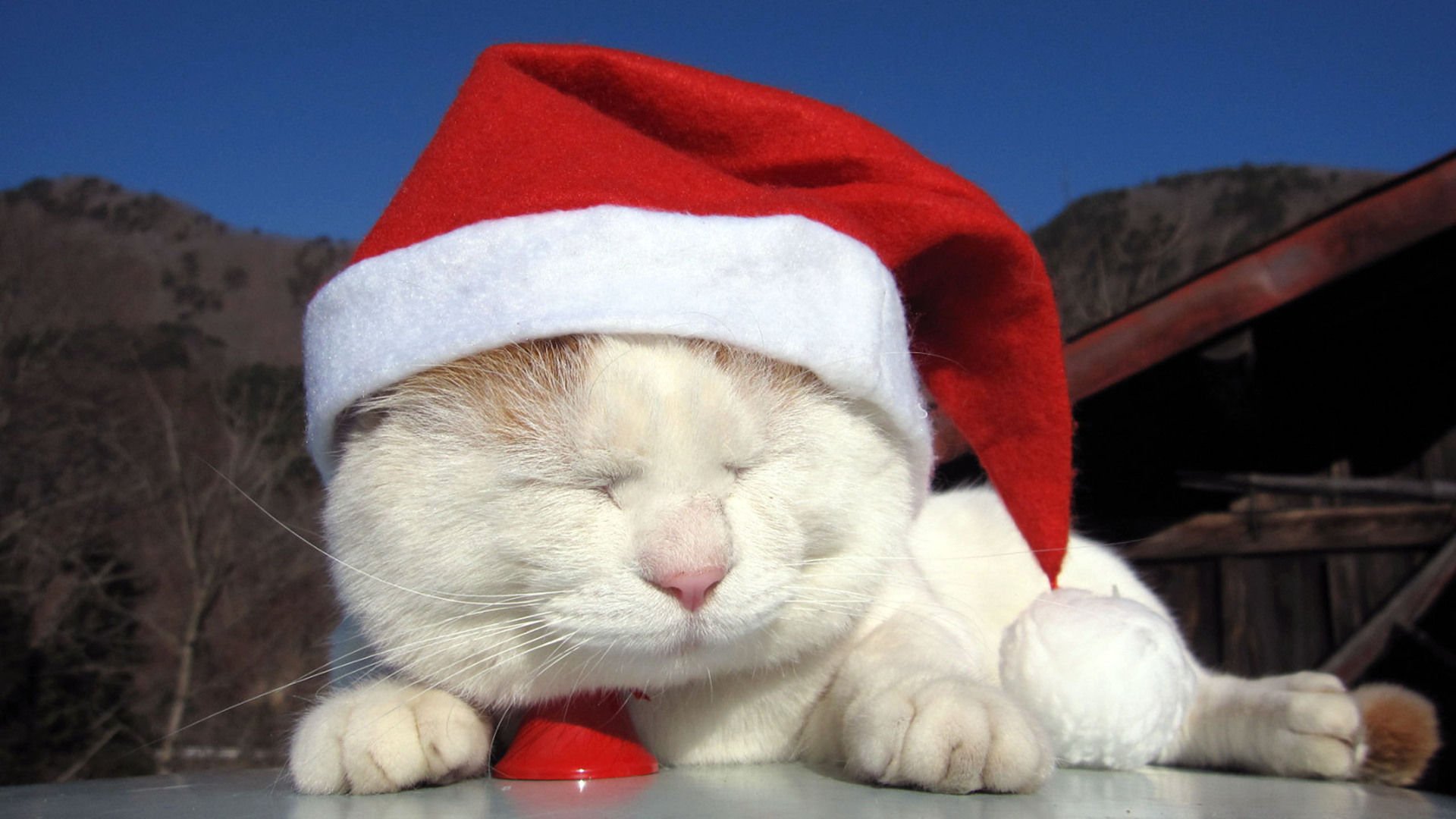 萌宠,喵星人,猫,古灵精怪,卖萌,搞笑图,憨态百出,儿童桌面专用