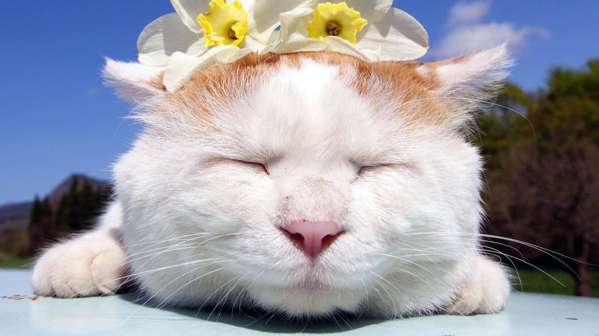 萌宠,喵星人,猫,卖萌,儿童桌面专用