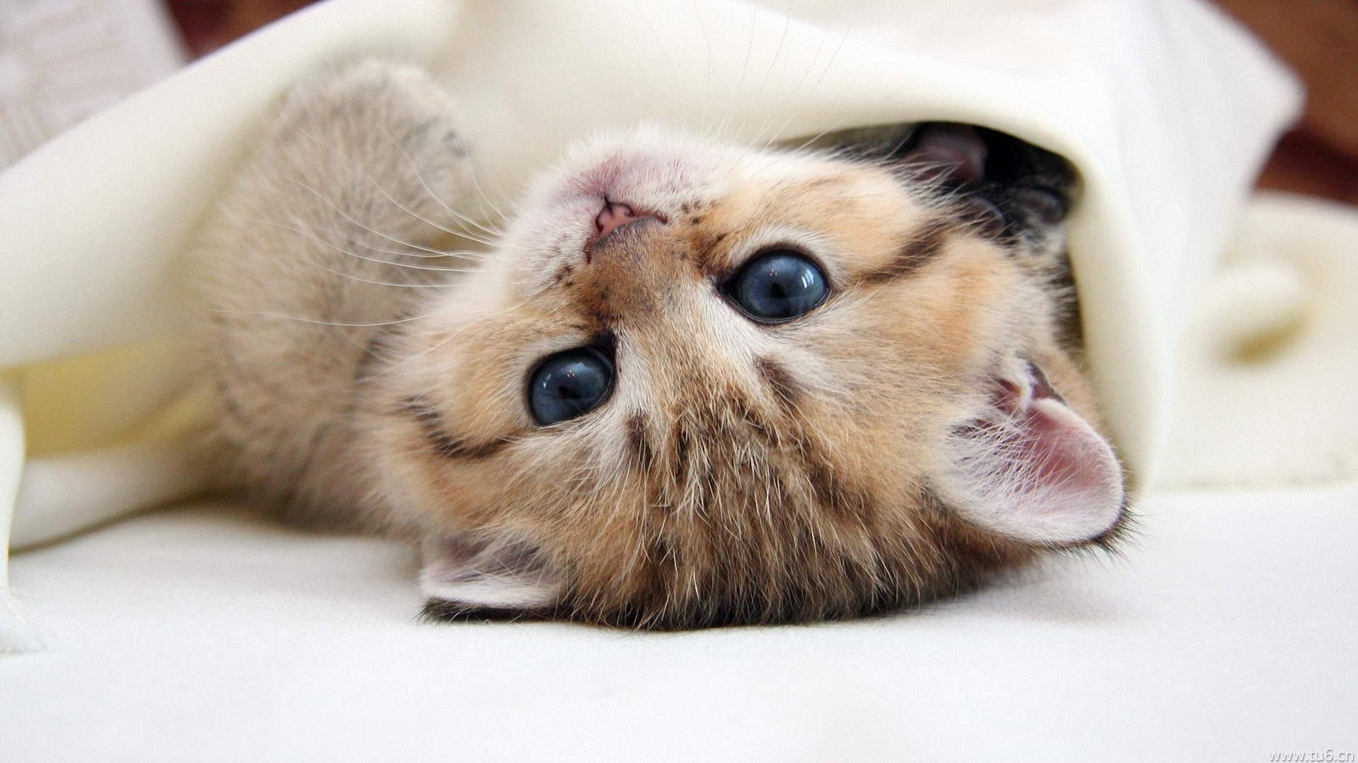 萌宠,喵星人,猫,卖萌,古灵精怪,可爱,儿童桌面专用