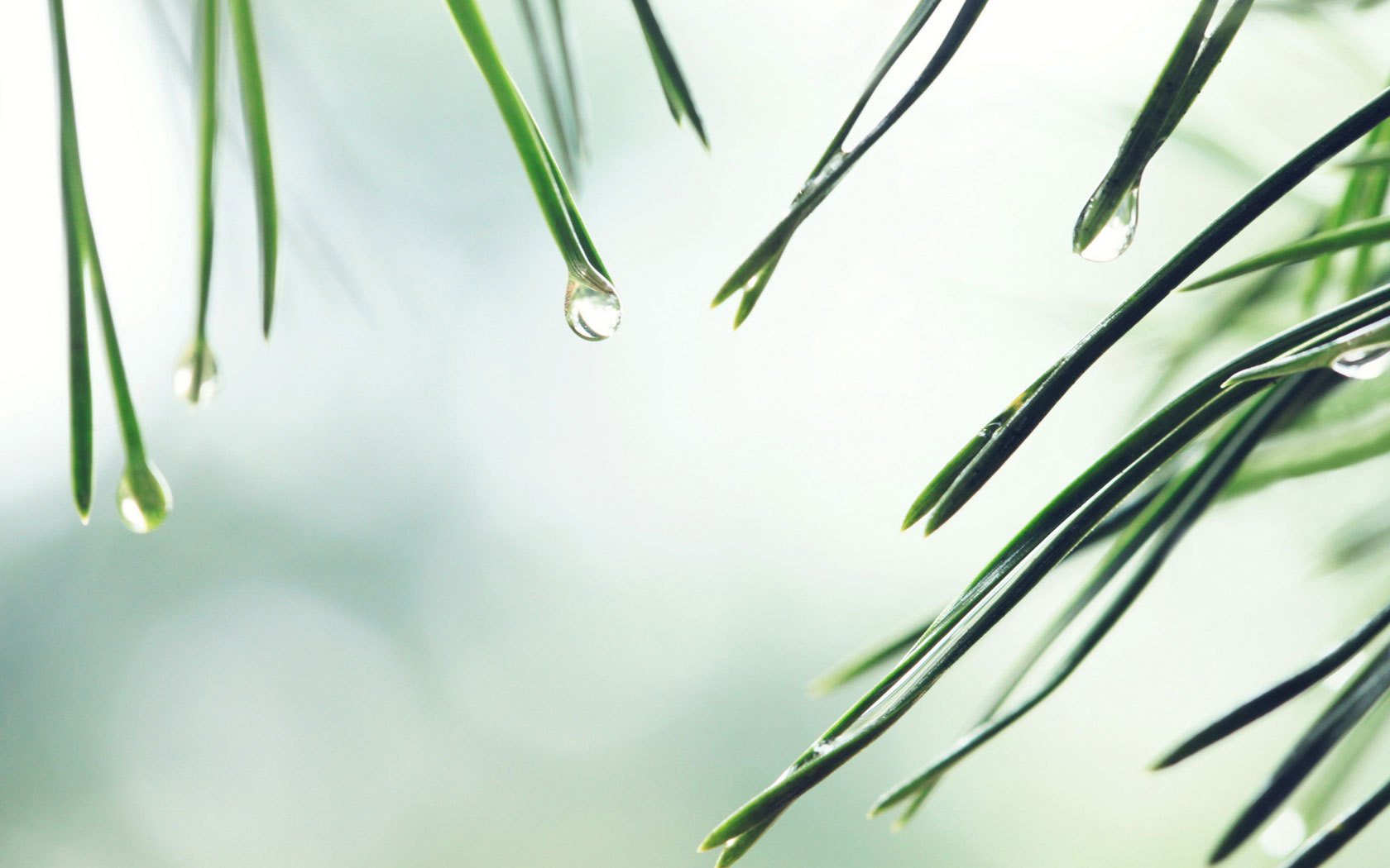 小清新,舒缓压力,2月8日,儿童桌面专用