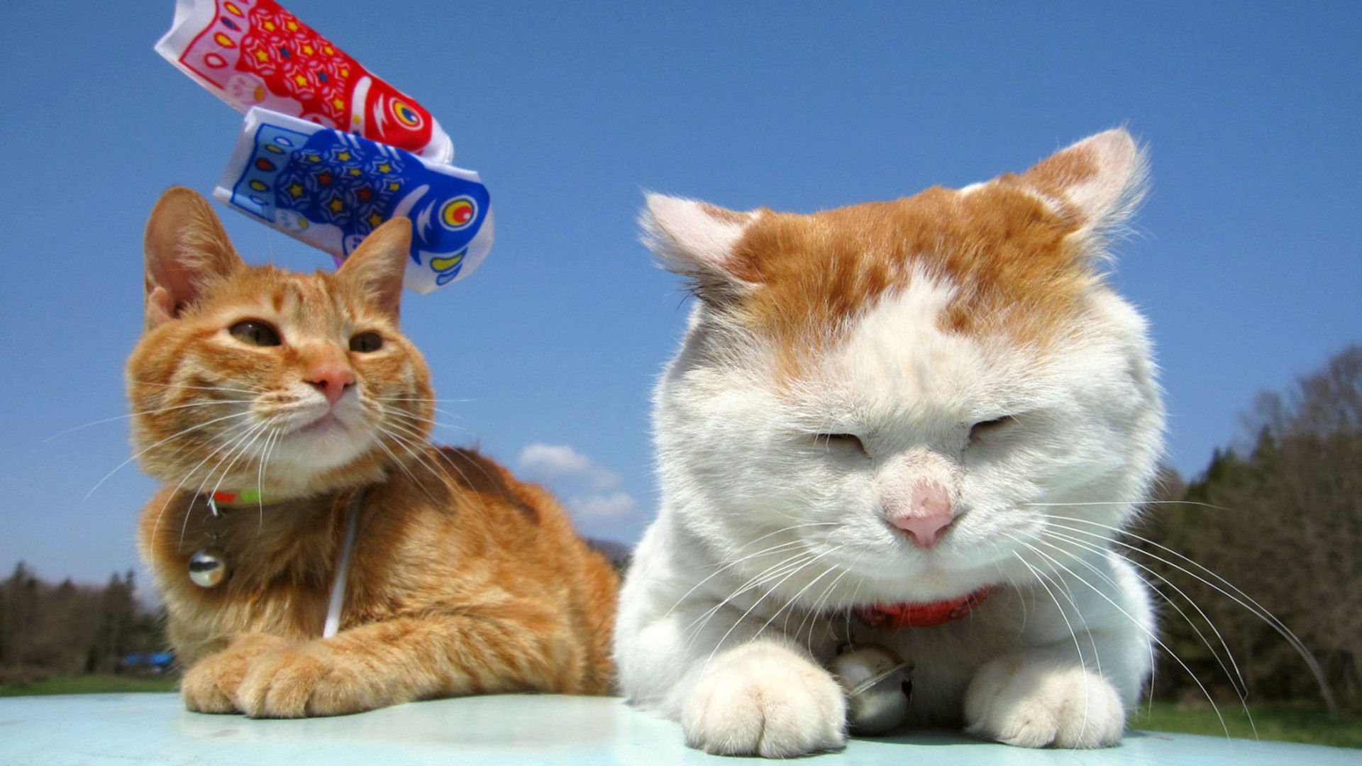 萌宠,喵星人,儿童桌面专用