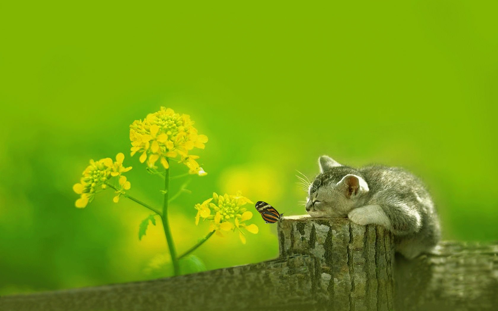 萌宠,喵星人,儿童桌面专用