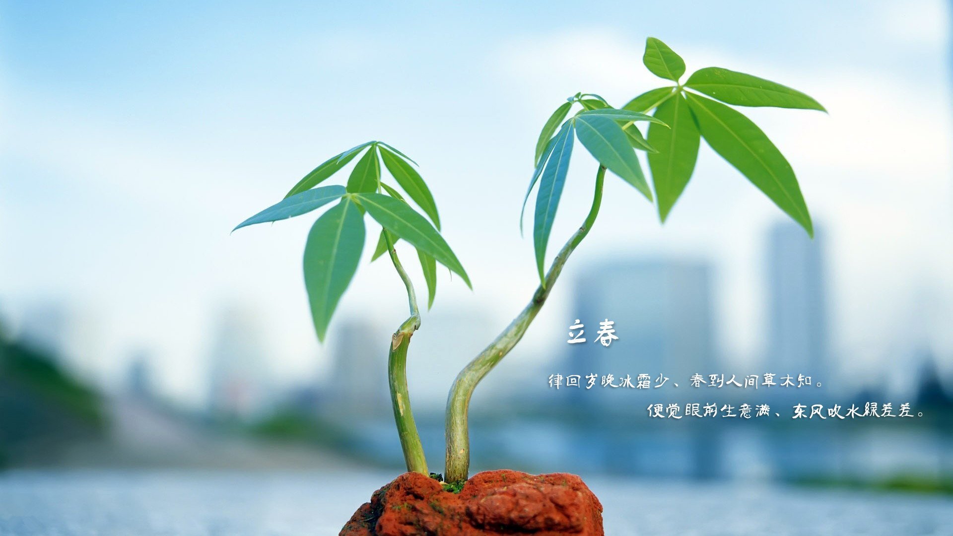 小清新,舒缓压力,2月6日,儿童桌面专用