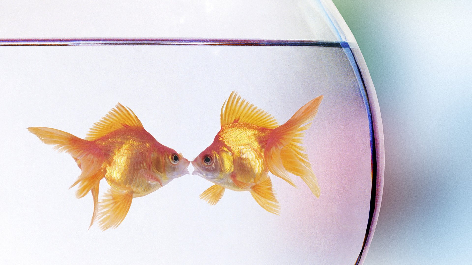 小清新,静物写真,金鱼,2月18日,儿童桌面专用