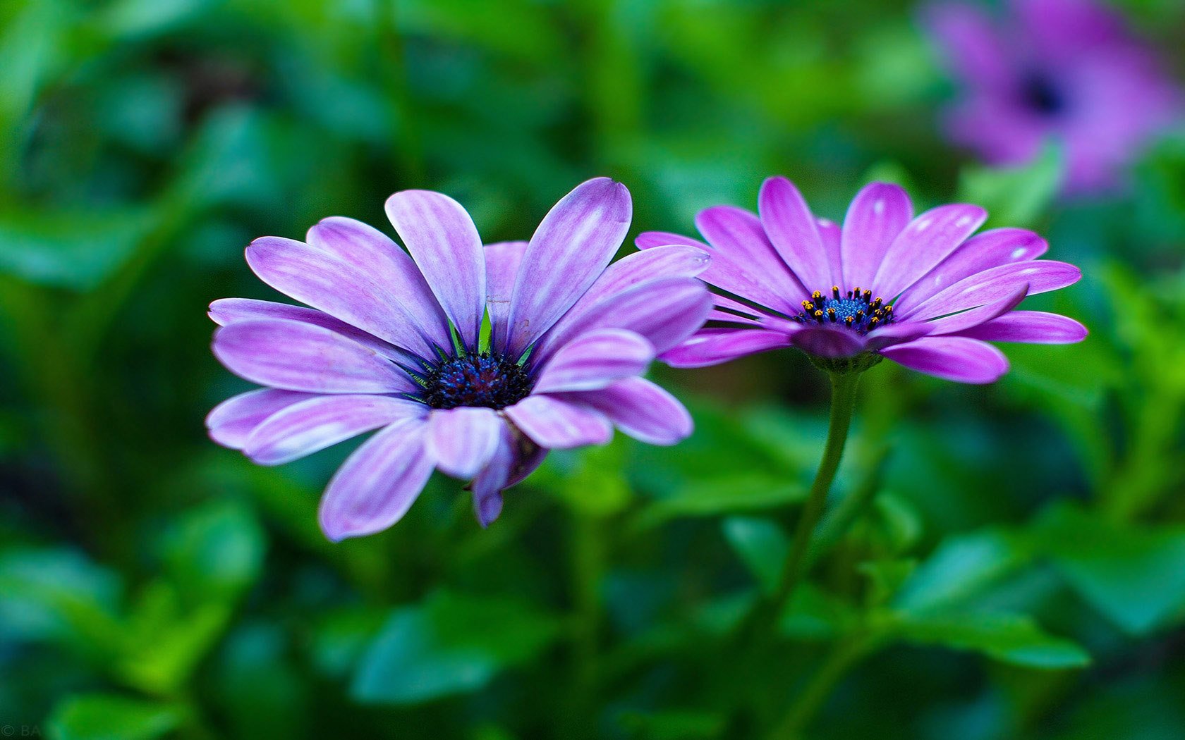 小清新,娇艳欲滴,花卉,2月8日,儿童桌面专用