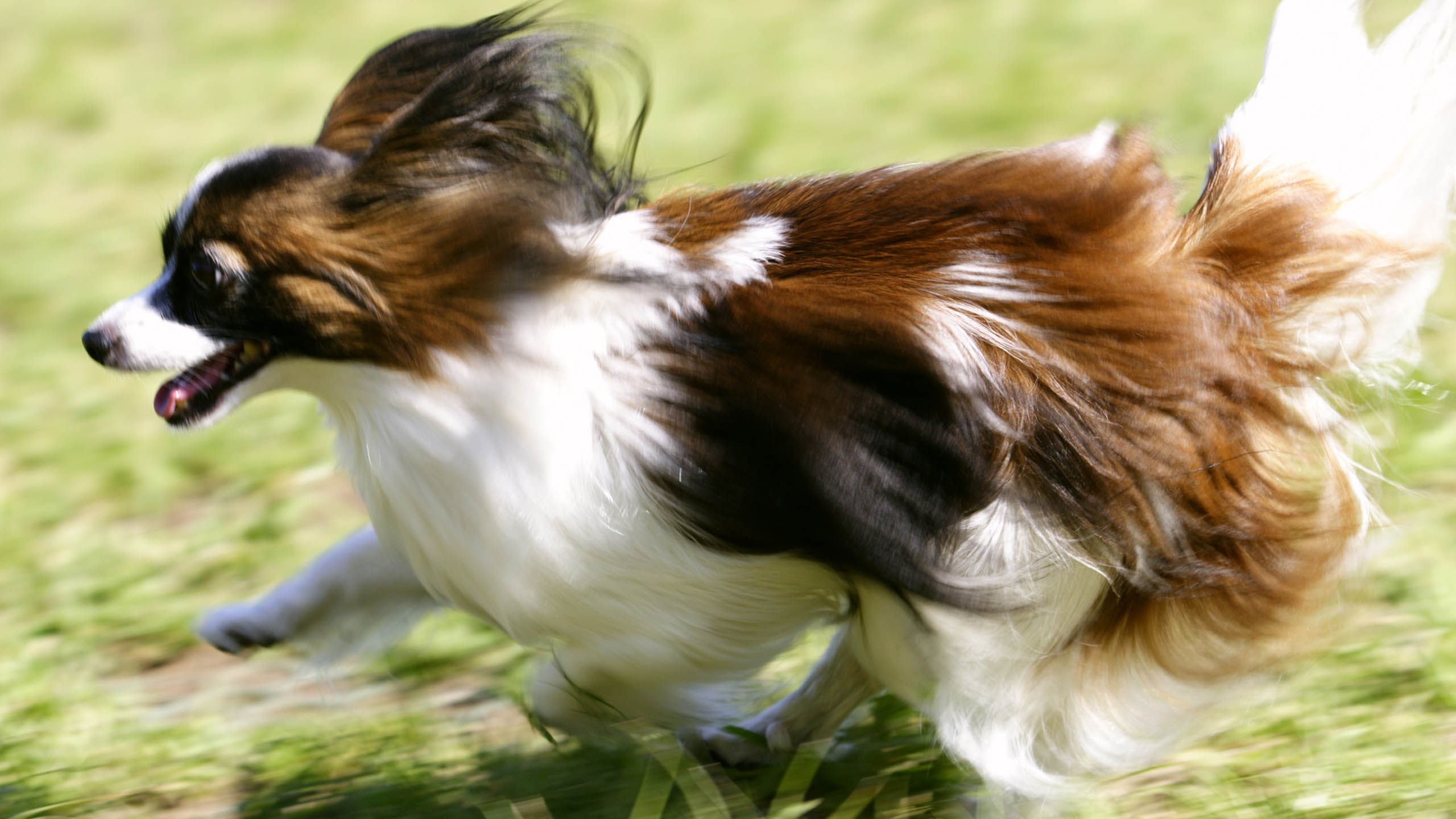 萌宠,汪星人,狗,儿童桌面专用