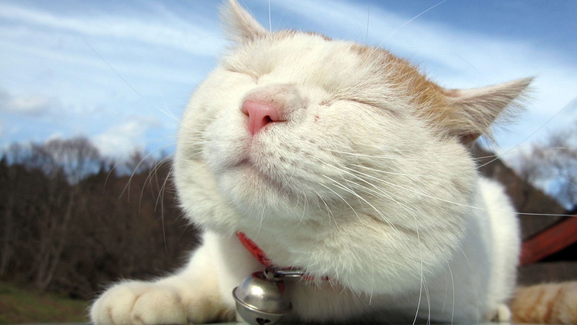 萌宠,喵星人,猫,卖萌,可爱,儿童桌面专用