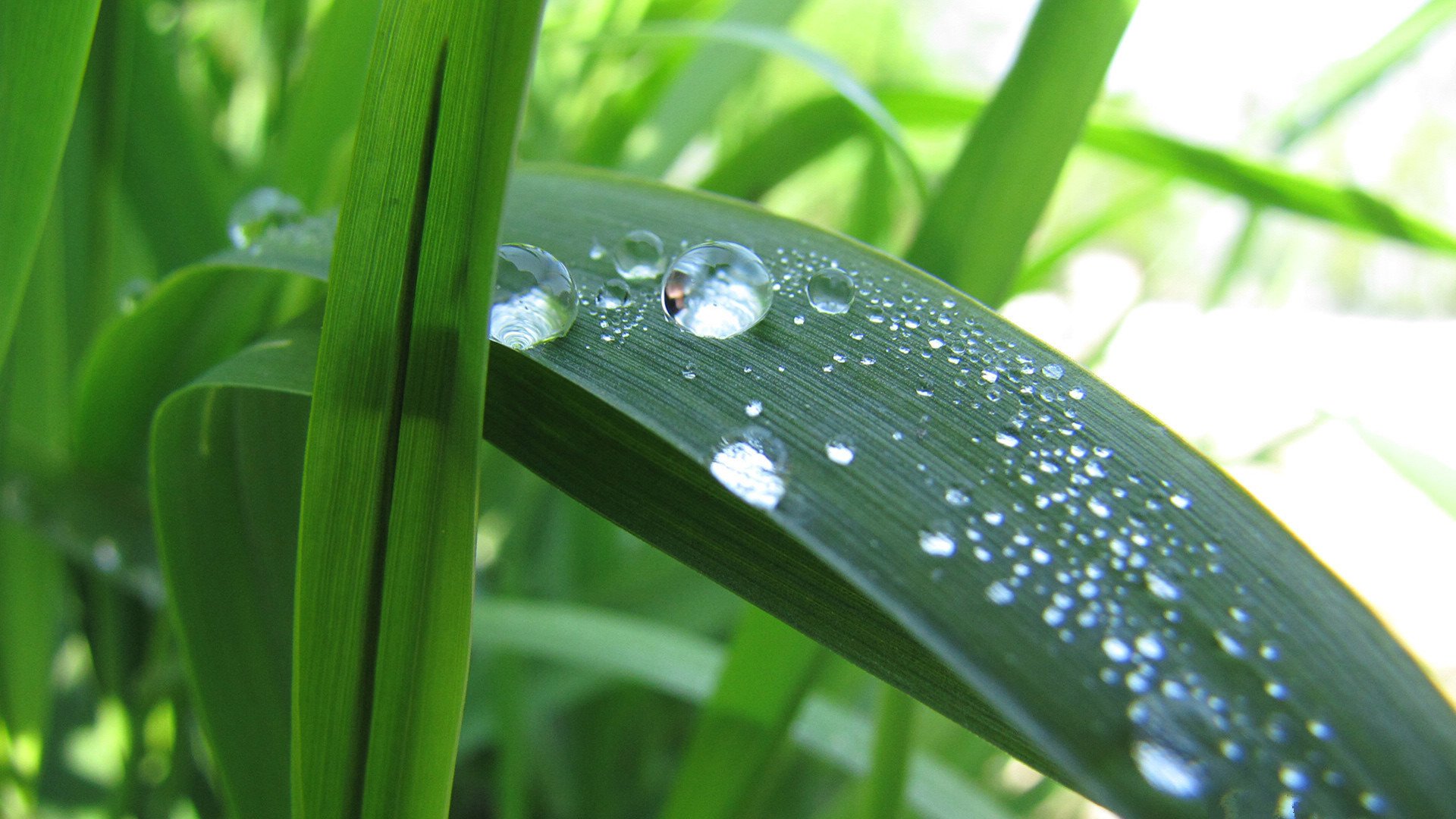 小清新,舒缓压力,绿色,2月20日,儿童桌面专用