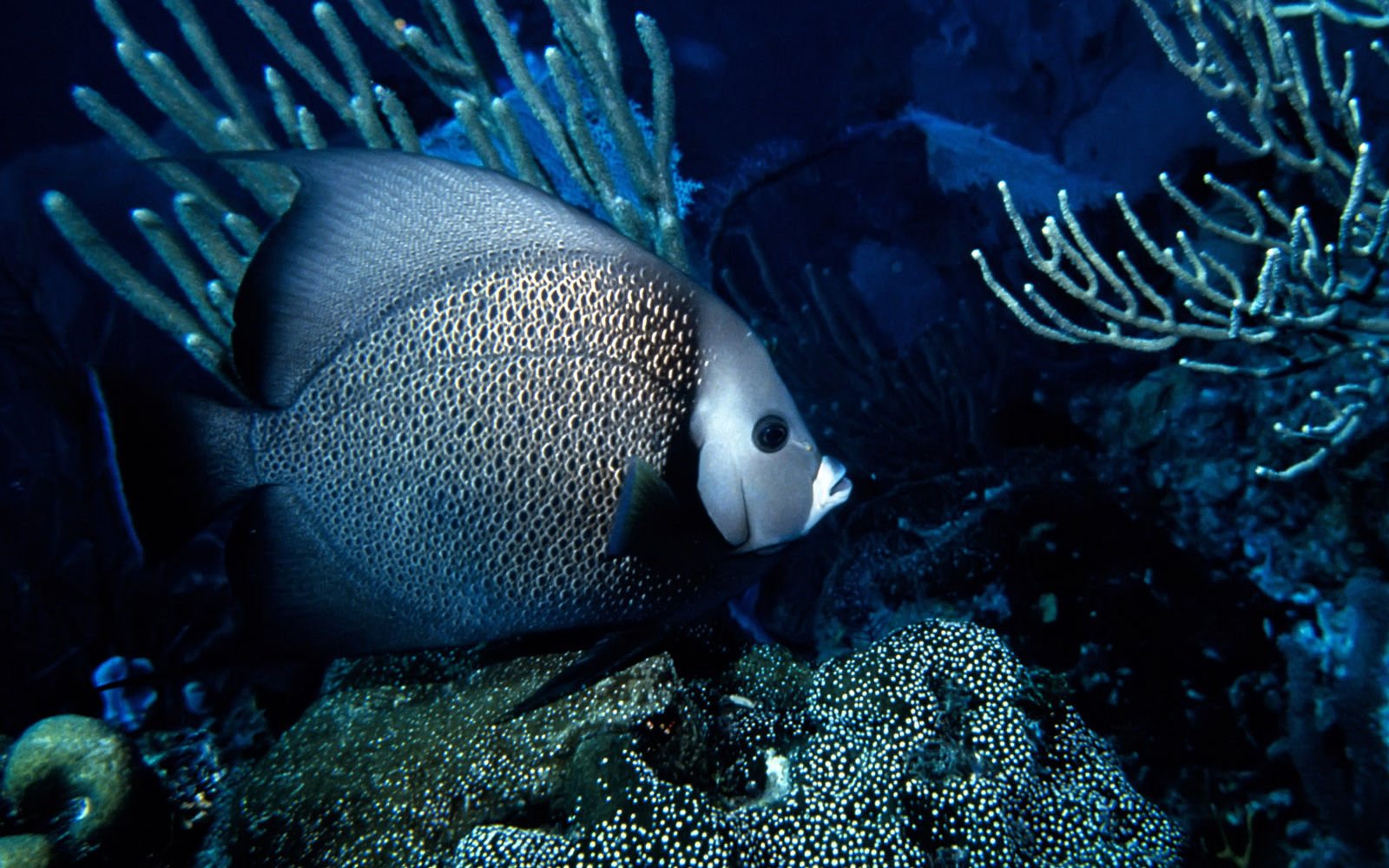 萌宠,海底世界,鱼,儿童桌面专用