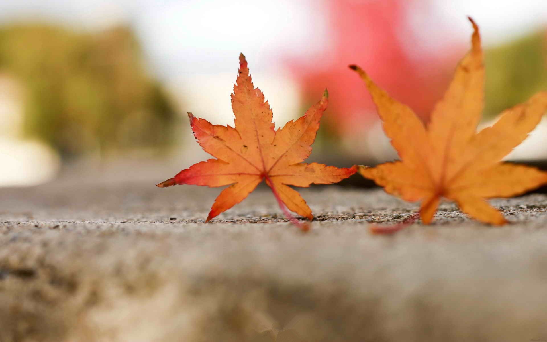 小清新,静物写真,枫叶,1月31日,儿童桌面专用