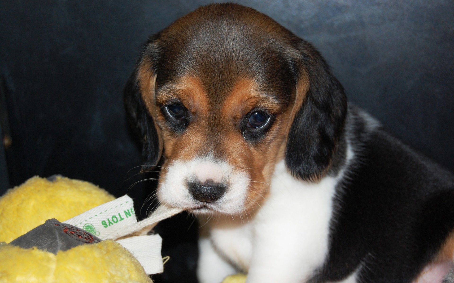 萌宠,汪星人,搞笑图,可爱,卖萌,狗,儿童桌面专用