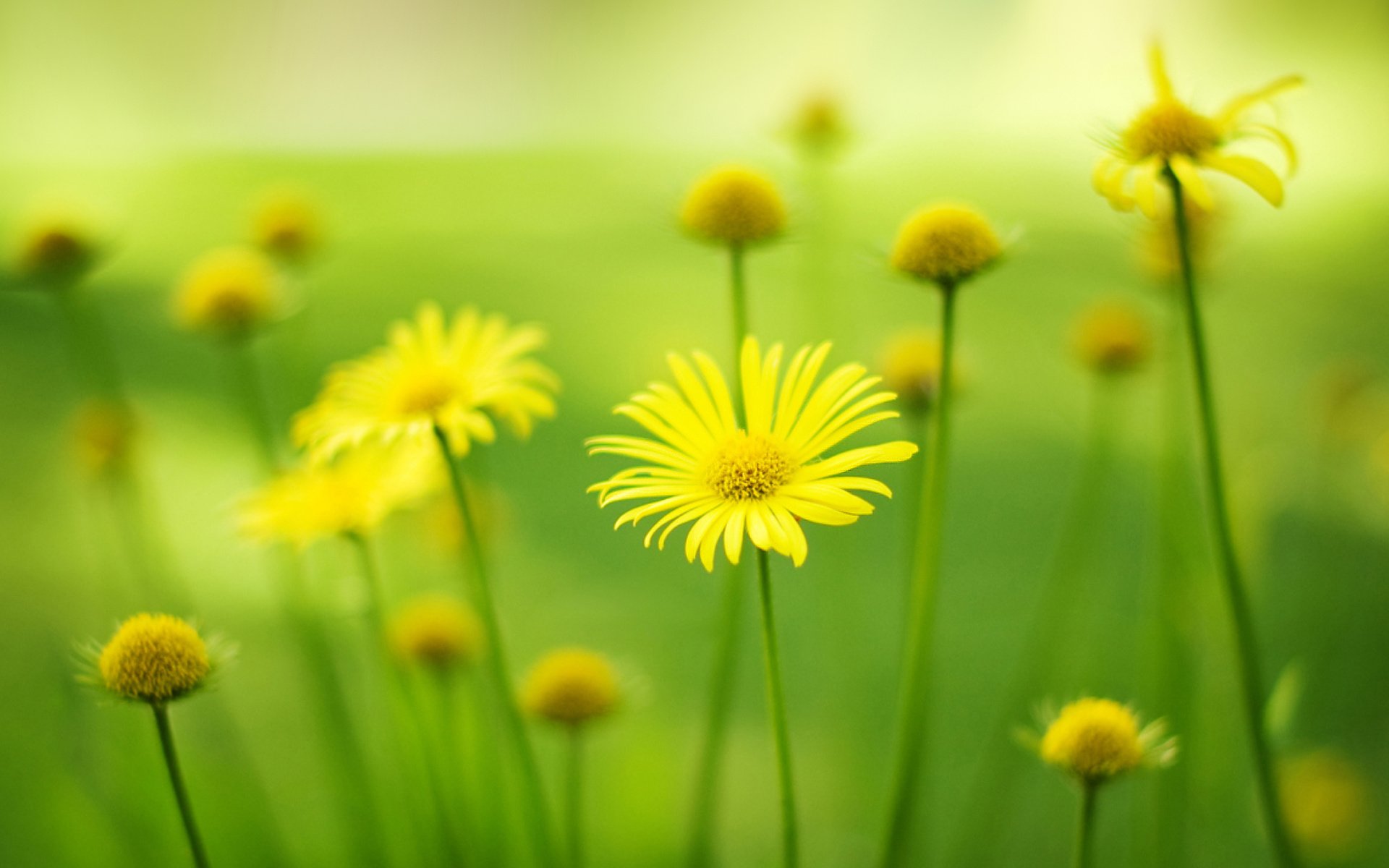 小清新,鸟语花香,花卉,2月15日,儿童桌面专用