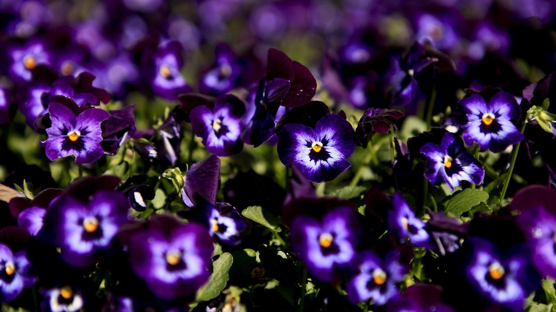 小清新,鸟语花香,花卉,2月27日,儿童桌面专用