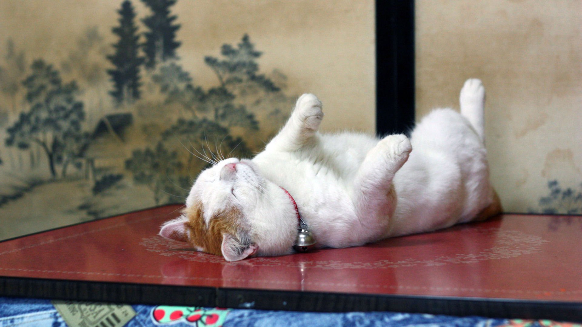 萌宠,喵星人,猫,古灵精怪,卖萌,搞笑图,憨态百出,儿童桌面专用