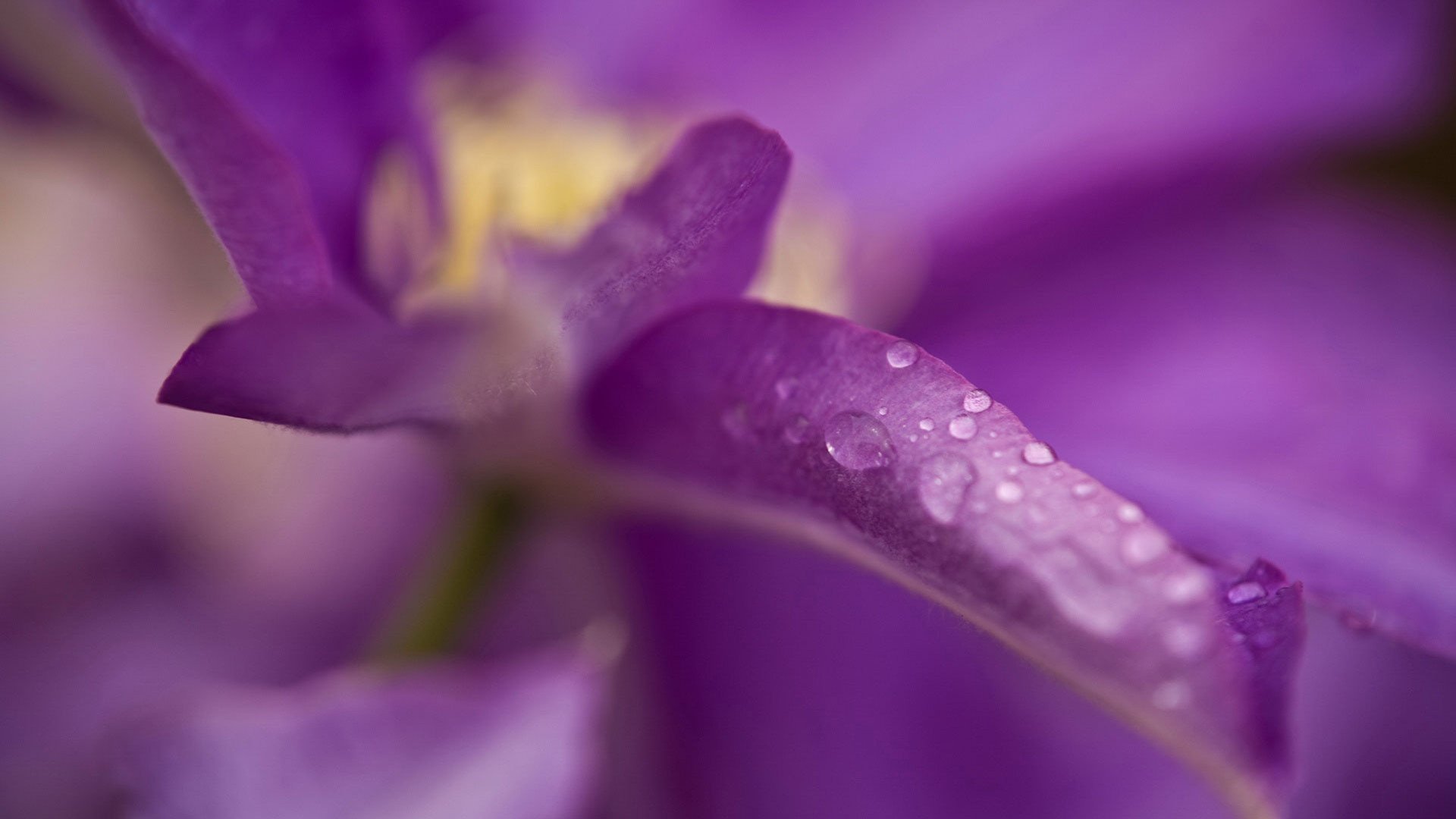 小清新,娇艳欲滴,花卉,2月11日,儿童桌面专用