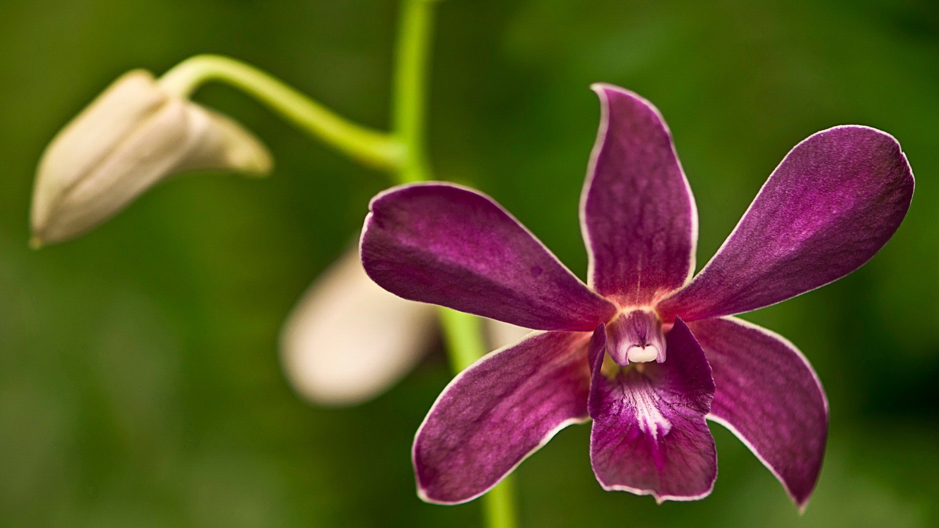 小清新,清新淡雅,花卉,2月6日,儿童桌面专用