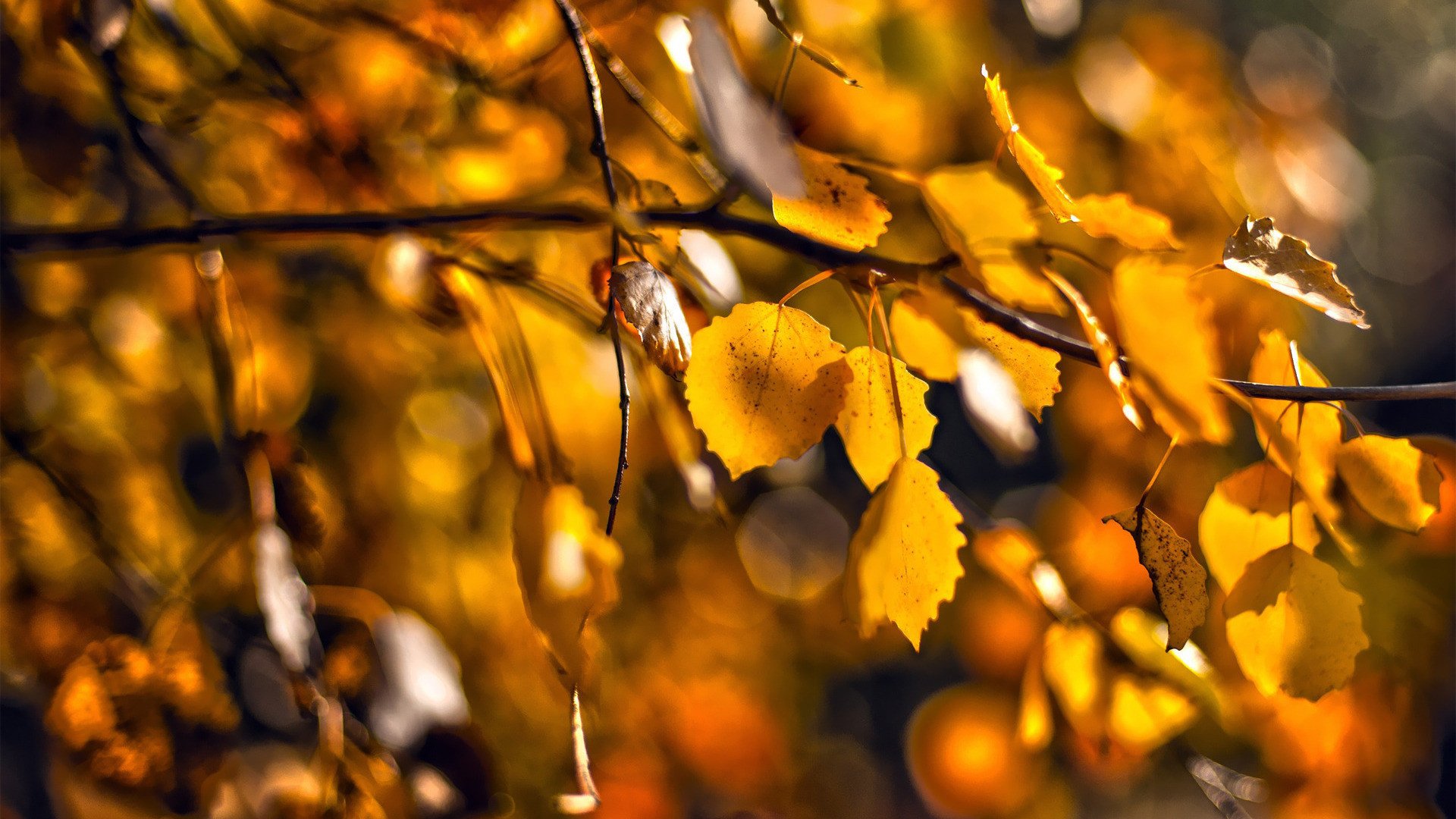 小清新,静物写真,树叶,2月27日,儿童桌面专用