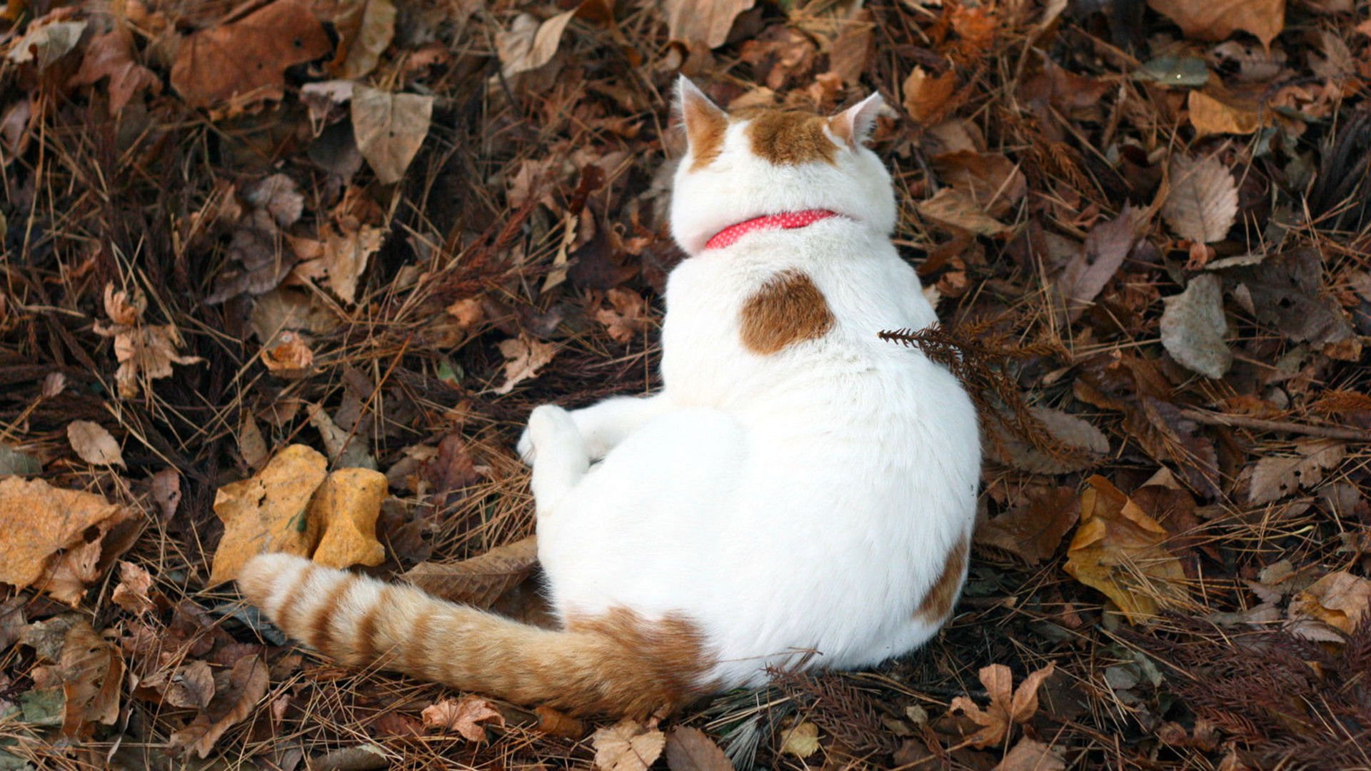 萌宠,喵星人,猫,可爱,卖萌,儿童桌面专用