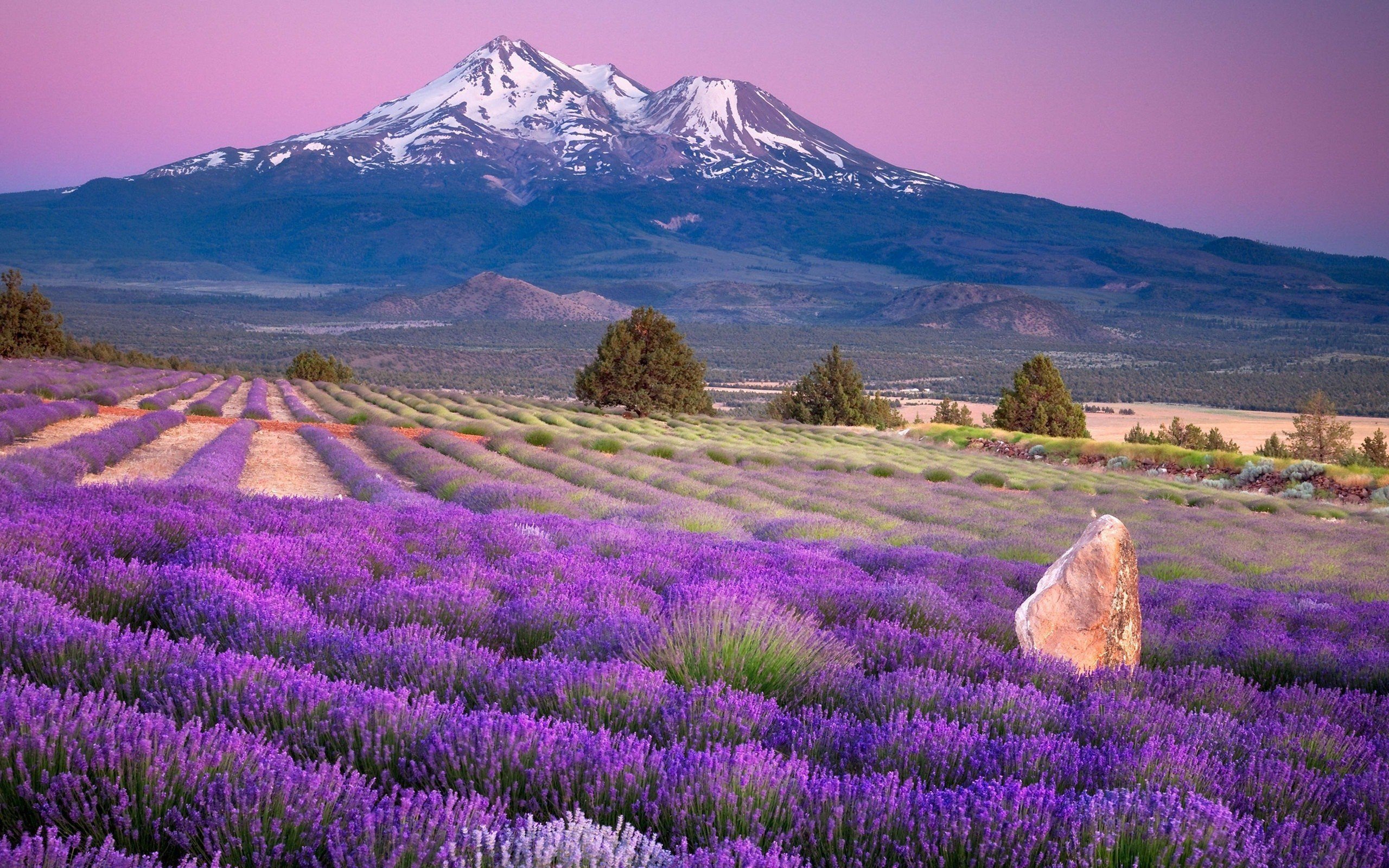 小清新,清新淡雅,薰衣草,2月14日,儿童桌面专用