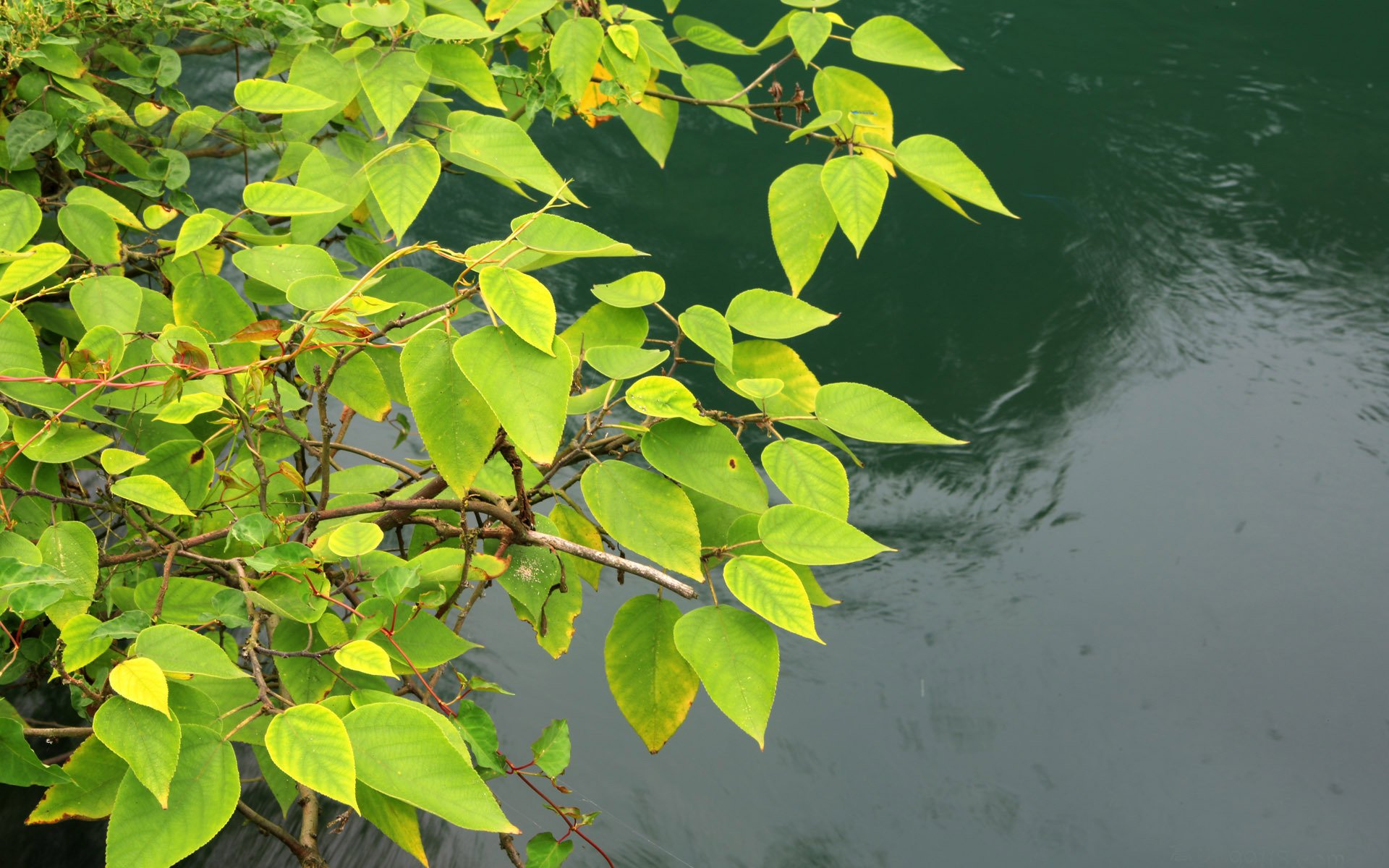 水,河流,清新,景象,风景,风光,美景,旅游,自然,儿童桌面专用
