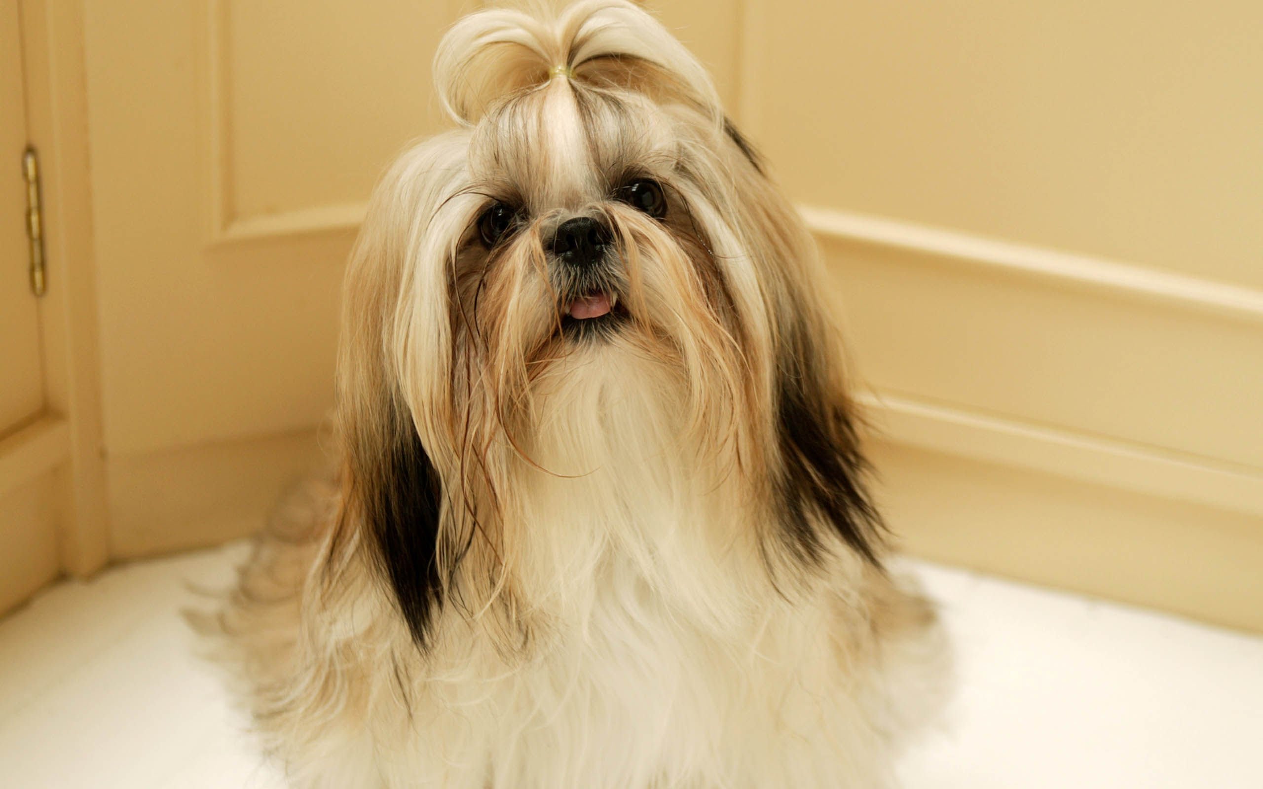 萌宠,汪星人,狗,儿童桌面专用