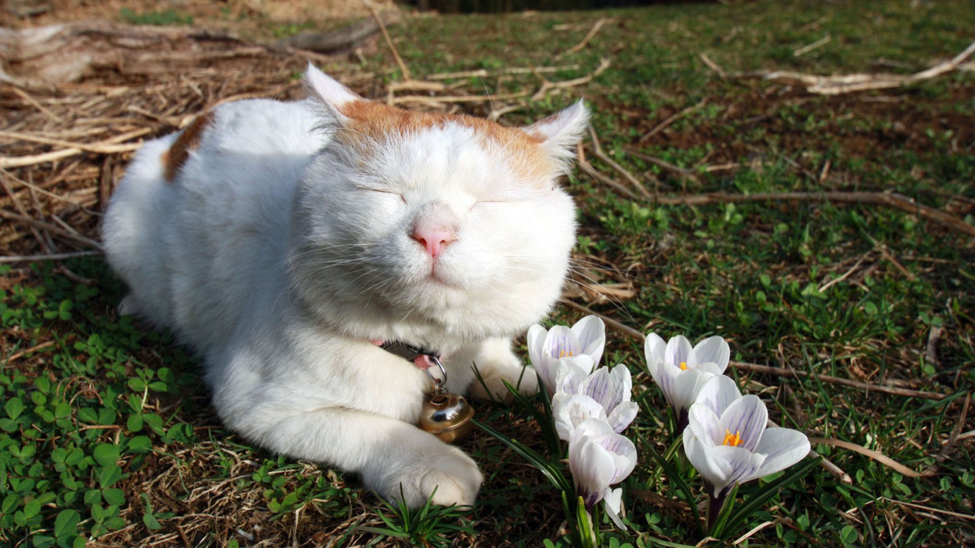 萌宠,喵星人,猫,可爱,卖萌,儿童桌面专用