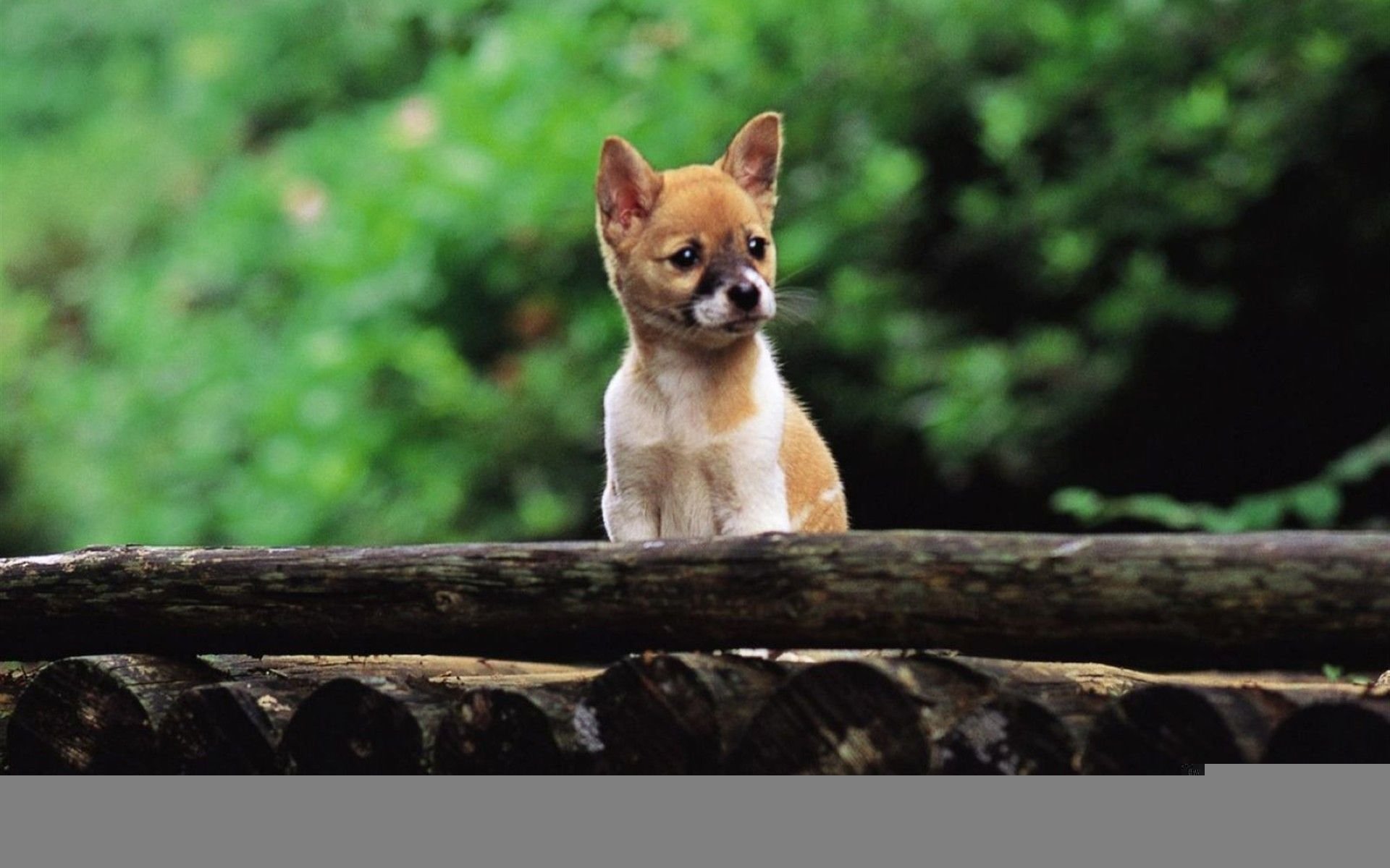 萌宠,汪星人,狗,卖萌,儿童桌面专用