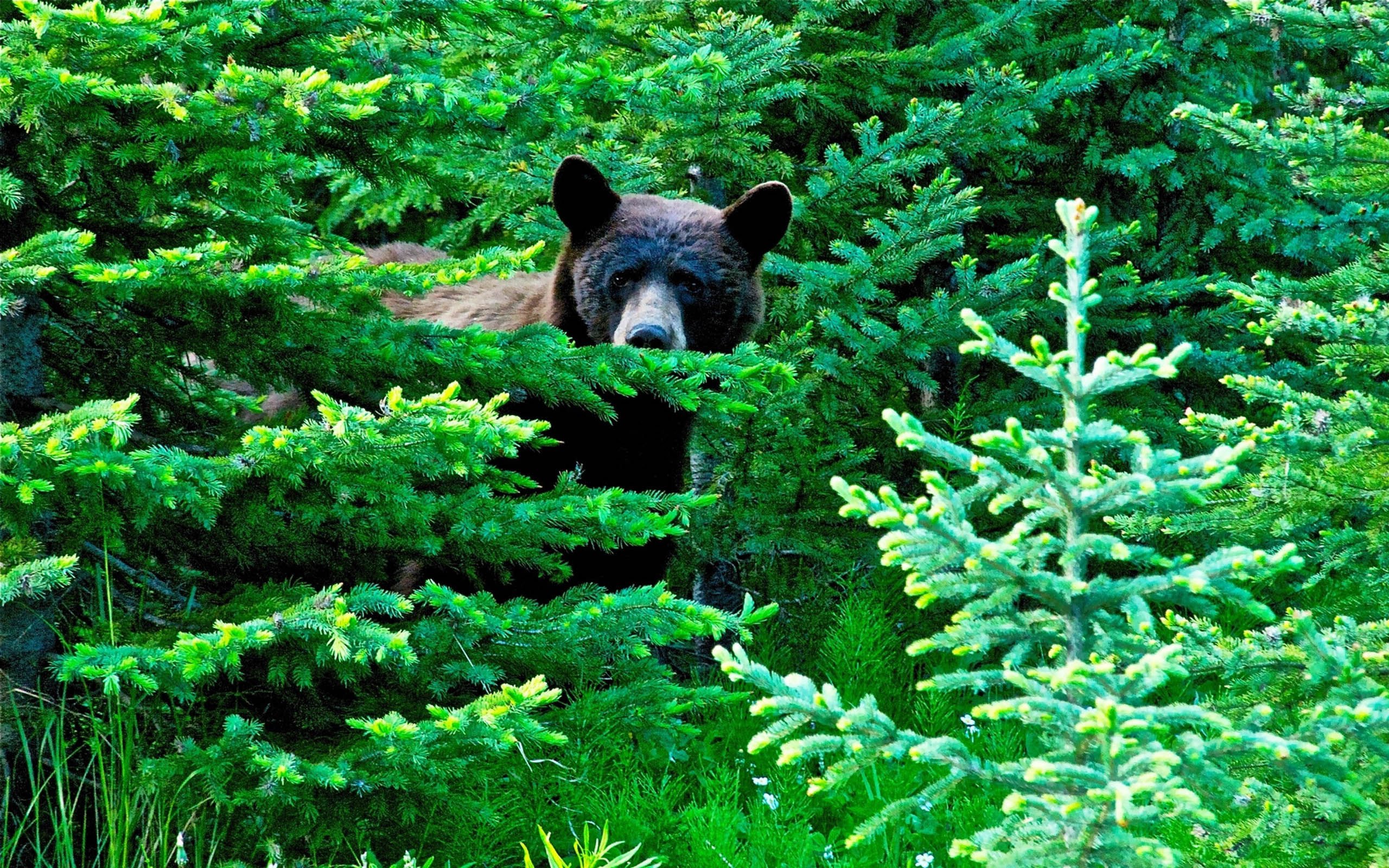 萌宠,野生动物,熊,黑熊,儿童桌面专用