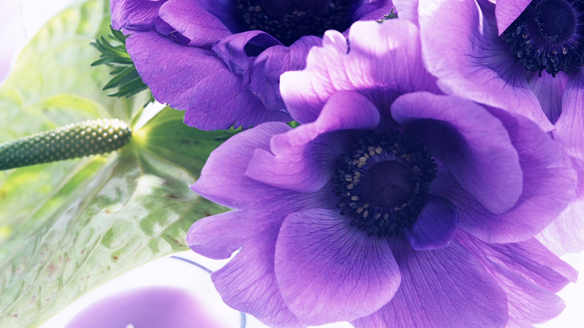 小清新,娇艳欲滴,花卉,月17日,儿童桌面专用