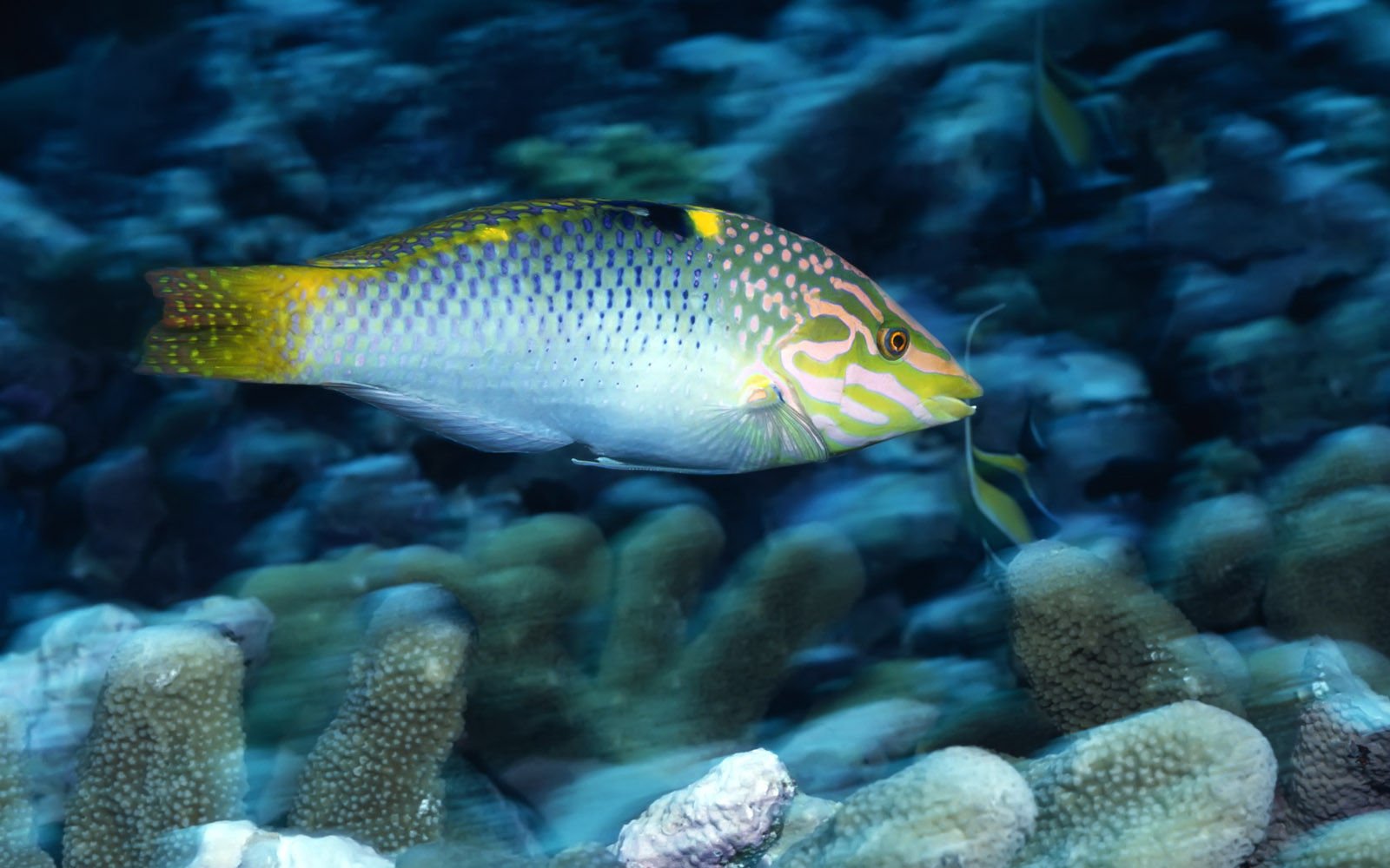 萌宠,海底世界,儿童桌面专用