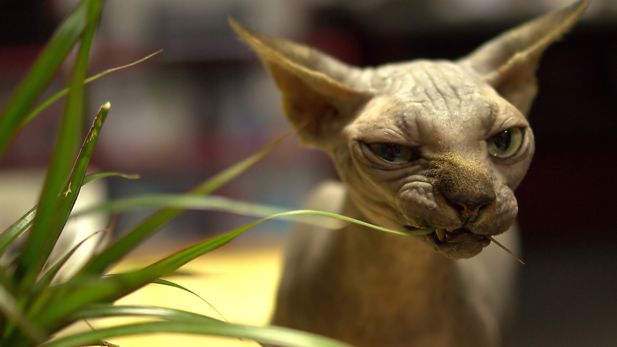 萌宠,喵星人,猫,儿童桌面专用