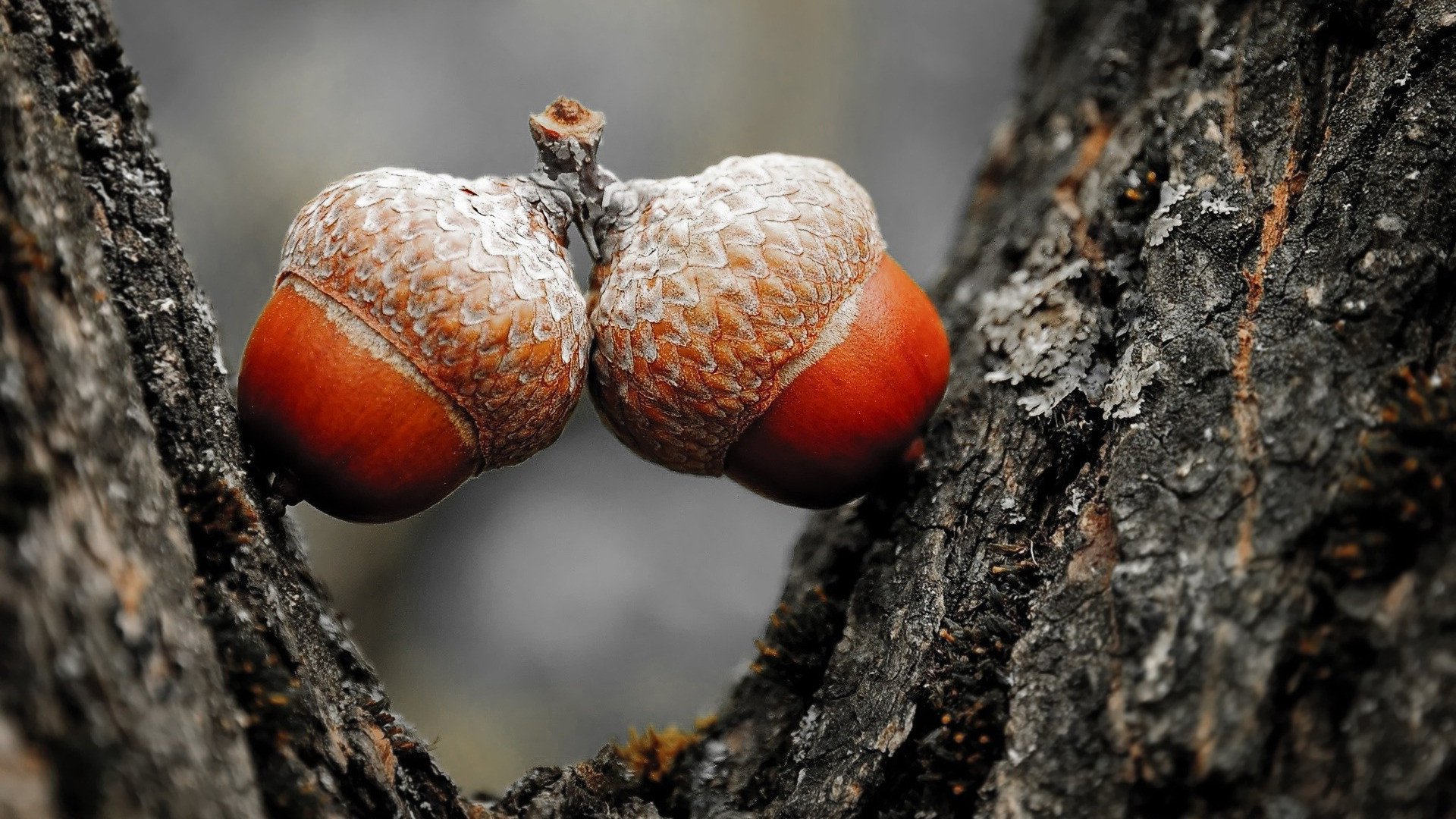 小清新,静物写真,橡子,2月20日,儿童桌面专用