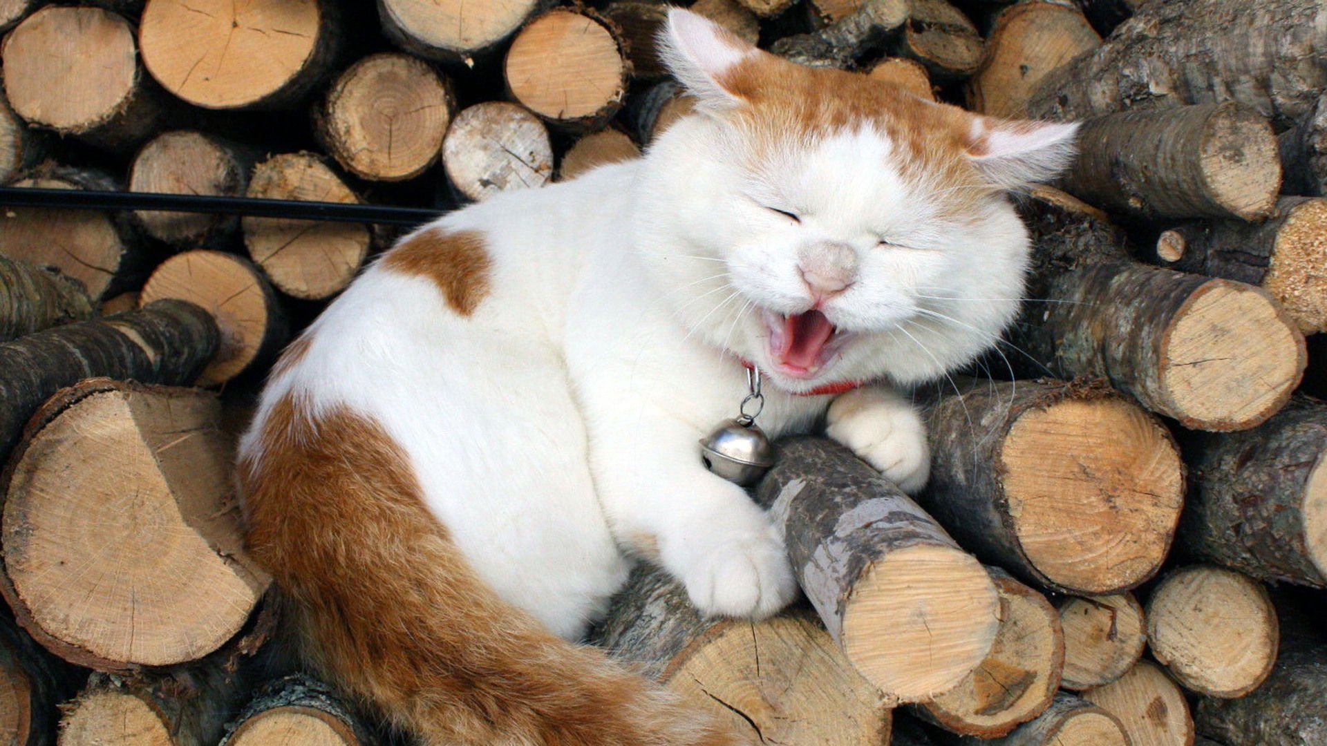 萌宠,喵星人,猫,古灵精怪,卖萌,搞笑图,憨态百出,儿童桌面专用