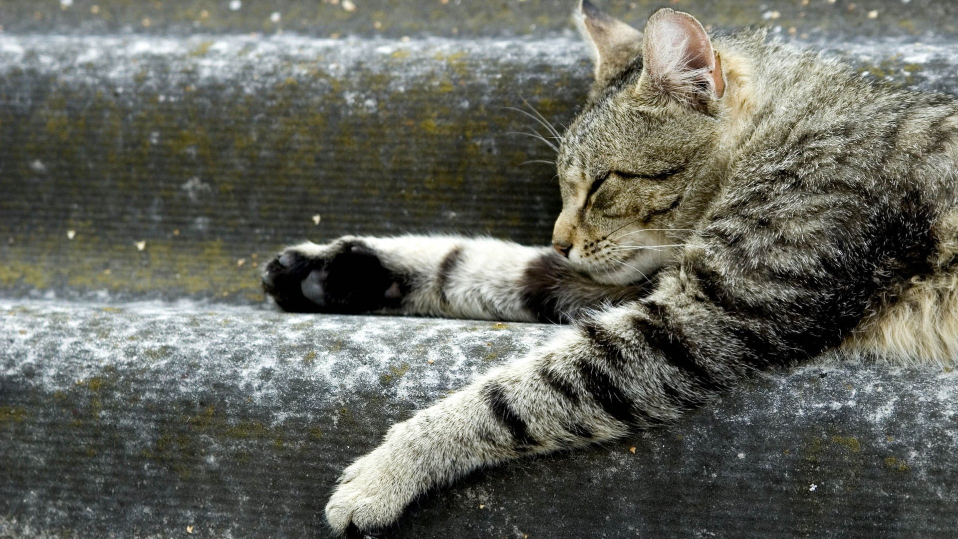 萌宠,喵星人,猫,卖萌,可爱,古灵精怪,儿童桌面专用