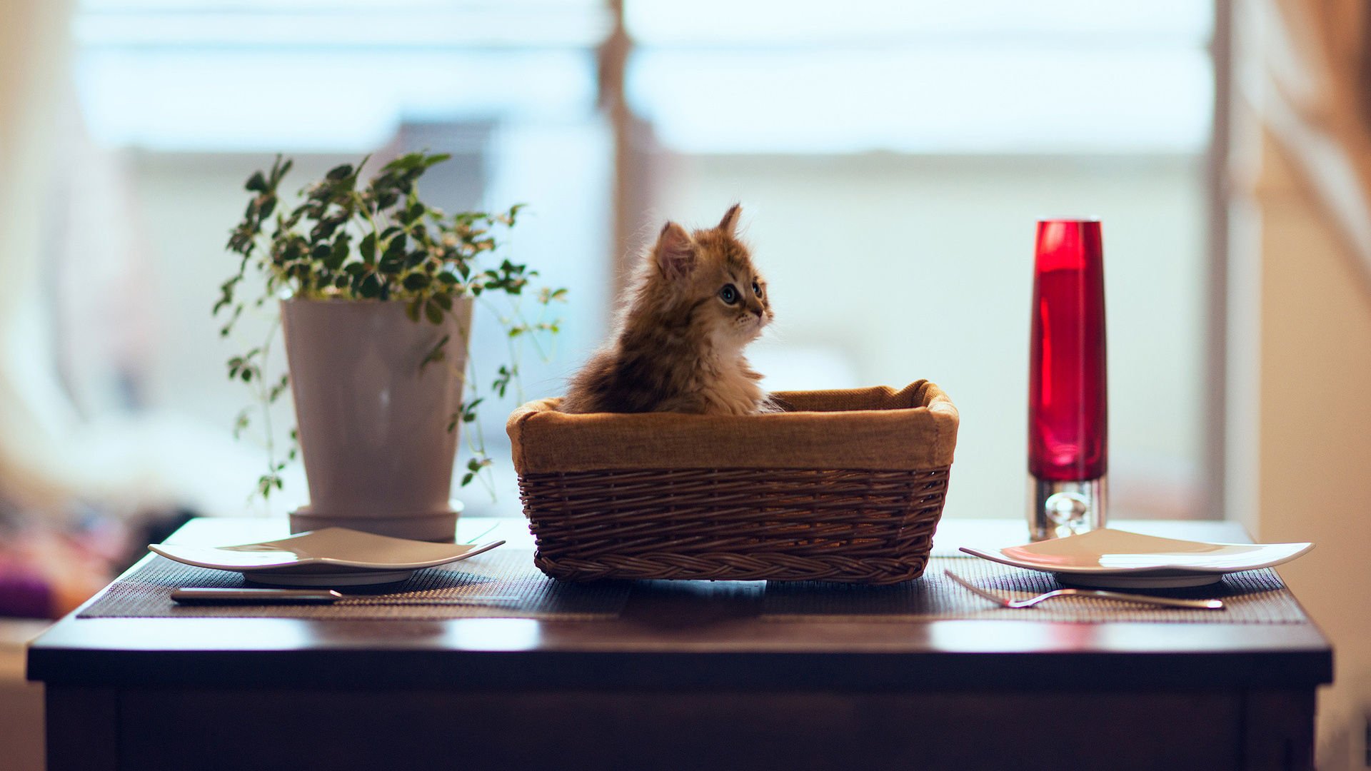 萌宠,喵星人,猫,可爱,卖萌,儿童桌面专用