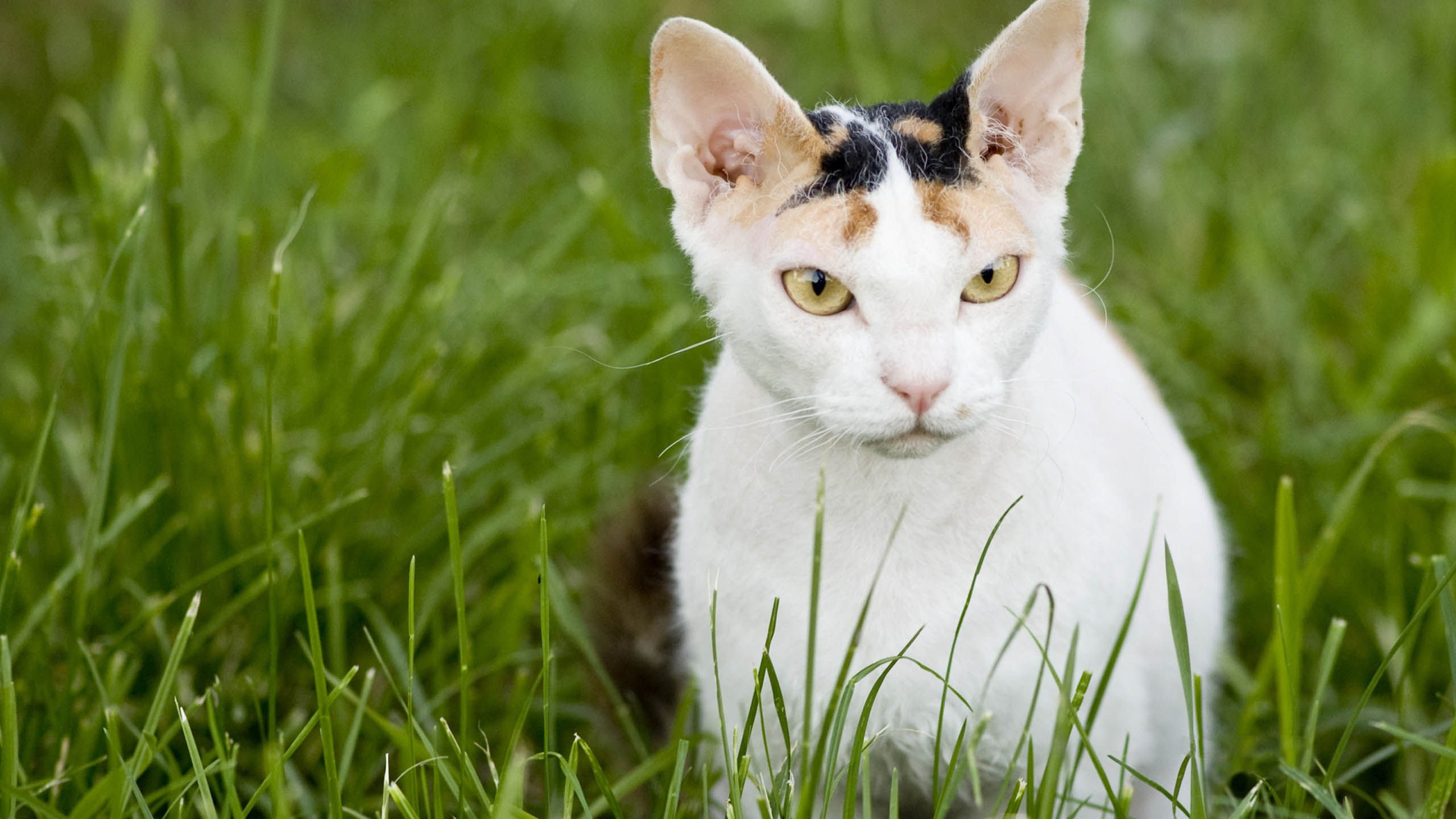 萌宠,喵星人,猫,儿童桌面专用