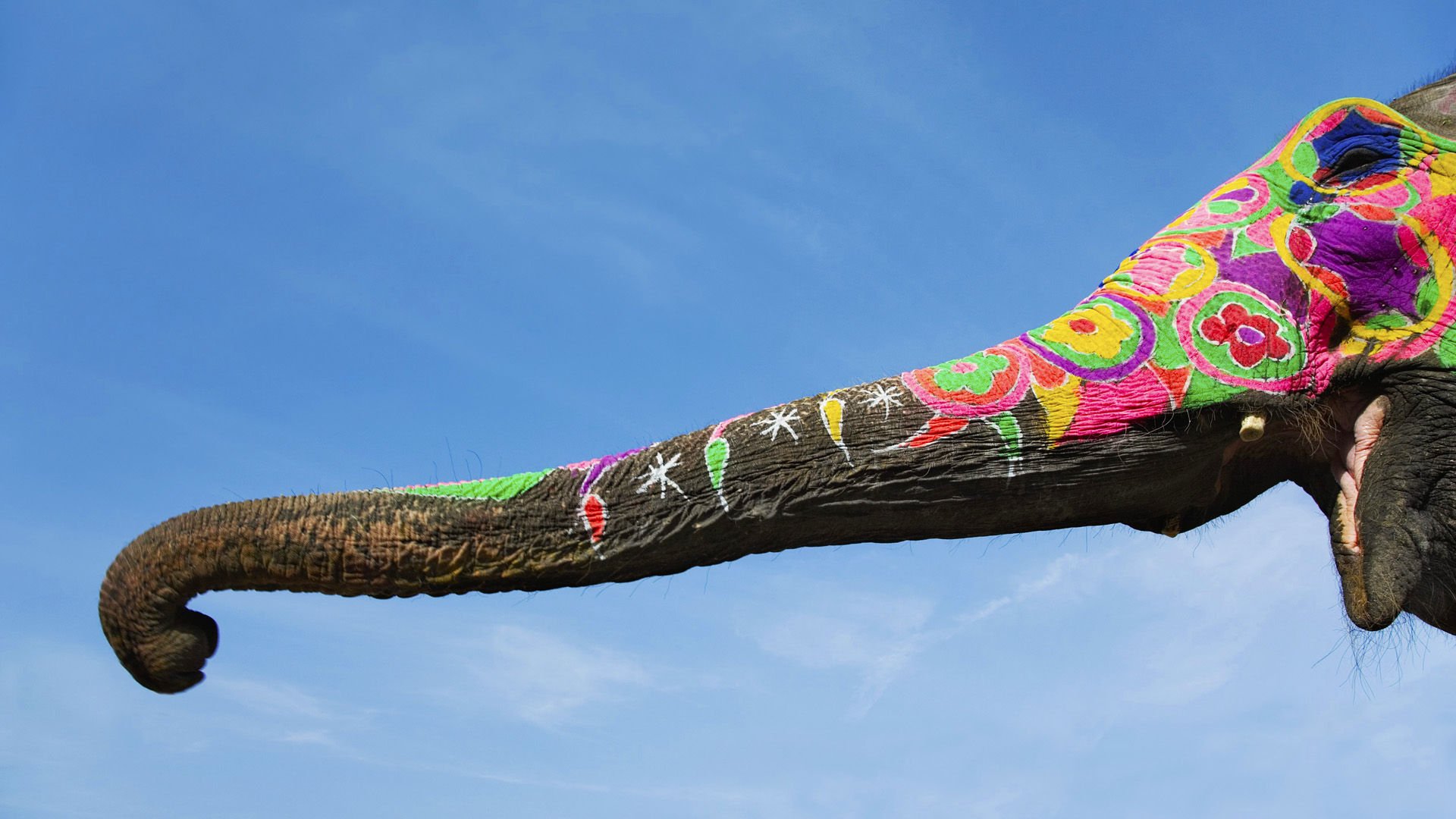 萌宠,野生动物,大象,儿童桌面专用