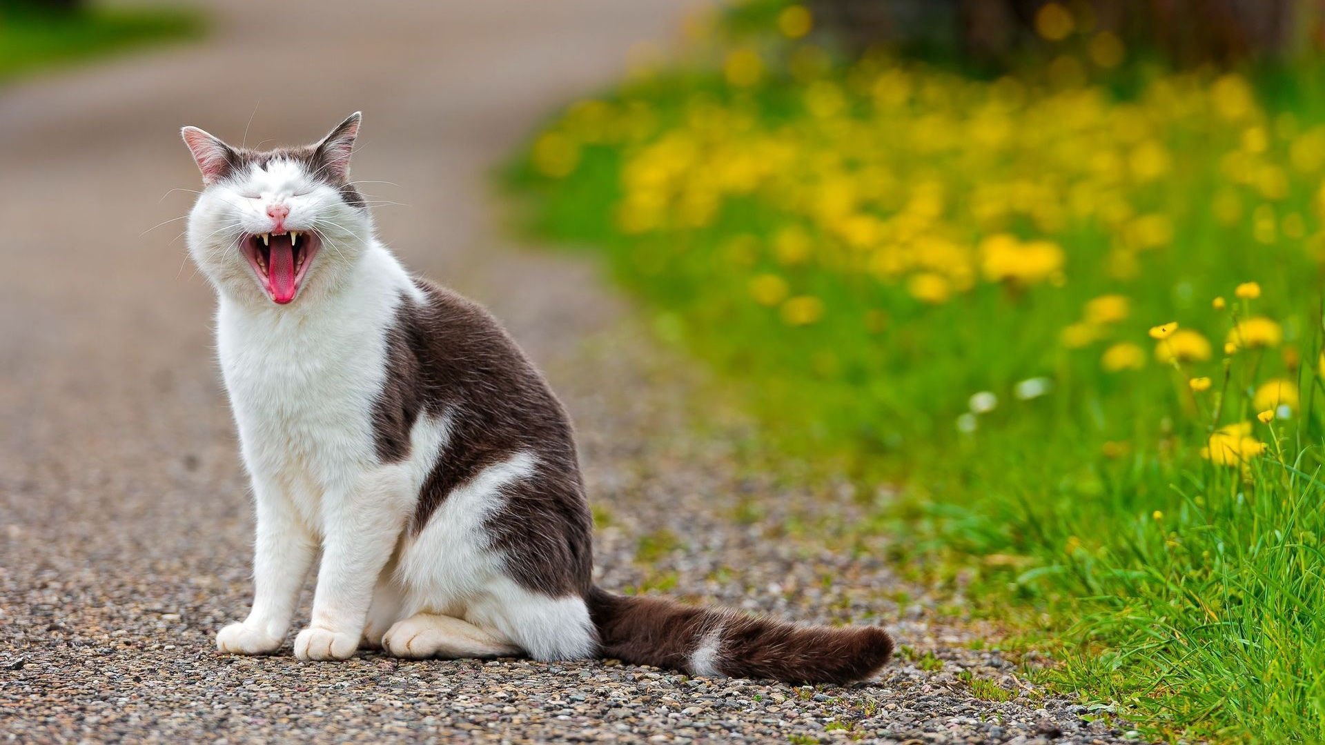萌宠,喵星人,卖萌,搞笑图,可爱,猫,儿童桌面专用