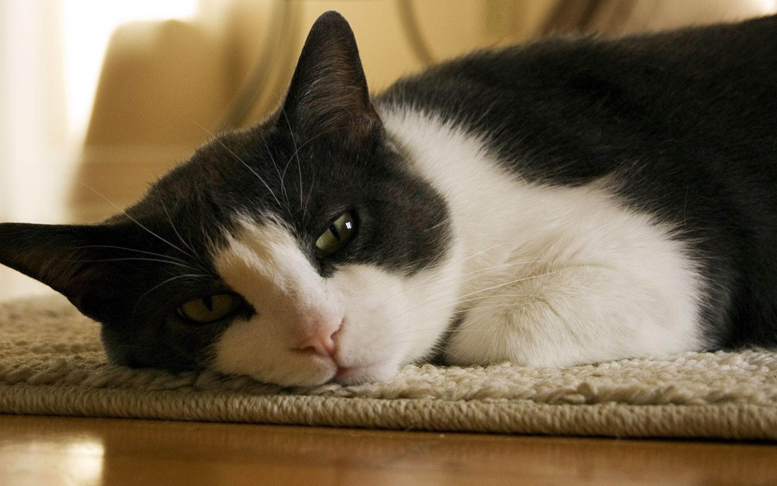 萌宠,喵星人,猫,可爱,卖萌,儿童桌面专用