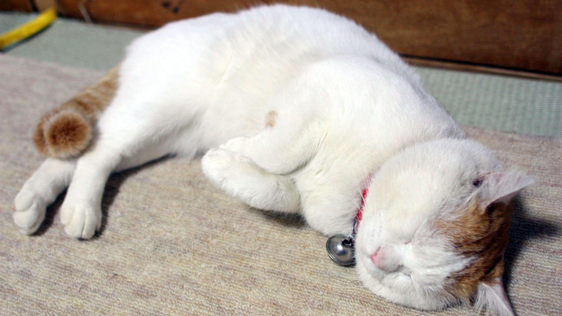 萌宠,喵星人,猫,可爱,卖萌,儿童桌面专用