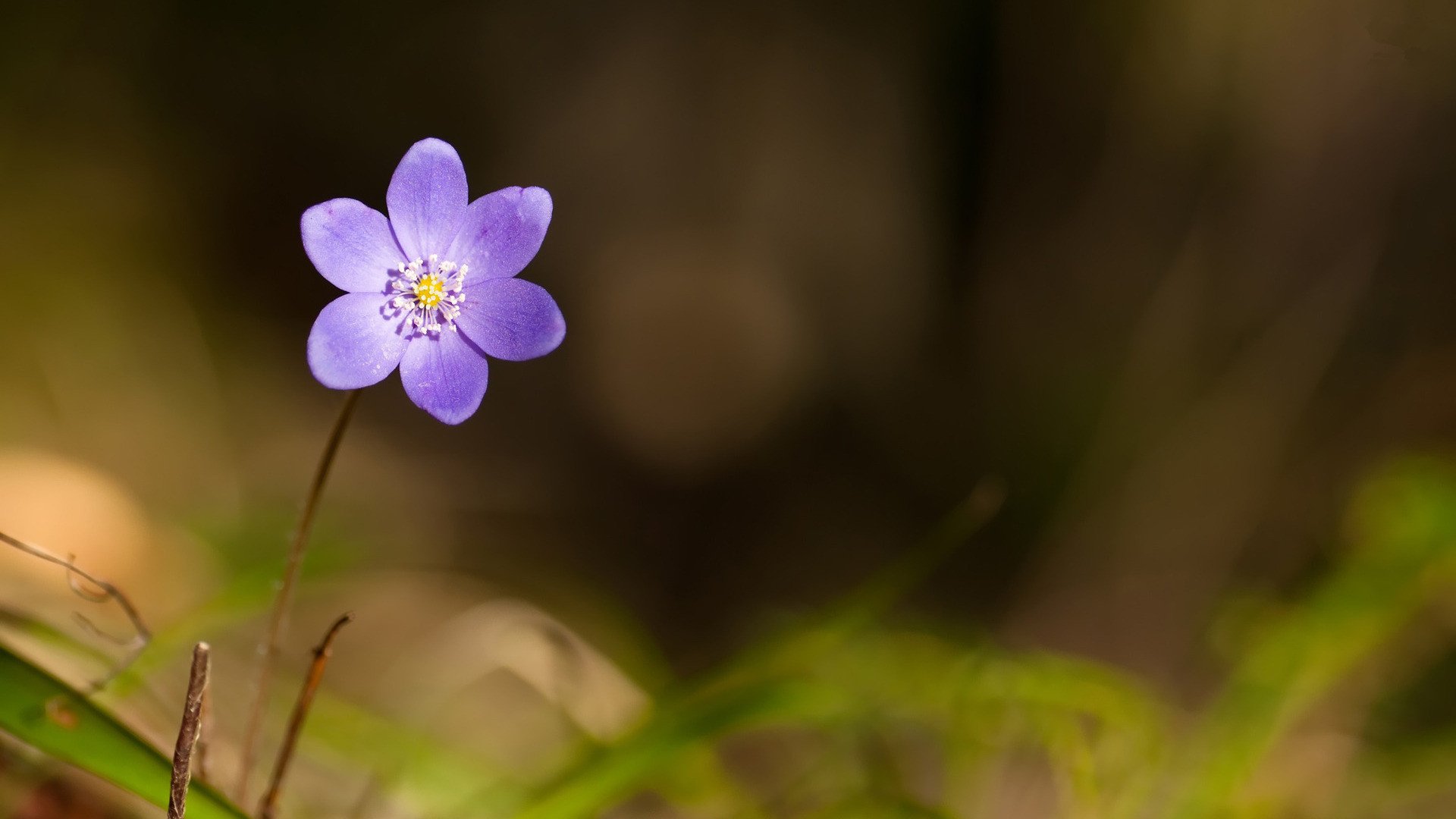 小清新,清新淡雅,花卉,2月20日,儿童桌面专用