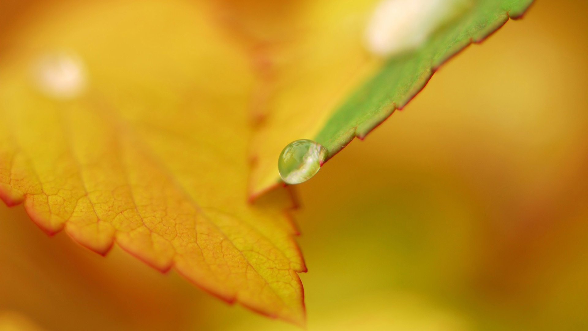 小清新,静物写真,树叶,2月16日,儿童桌面专用