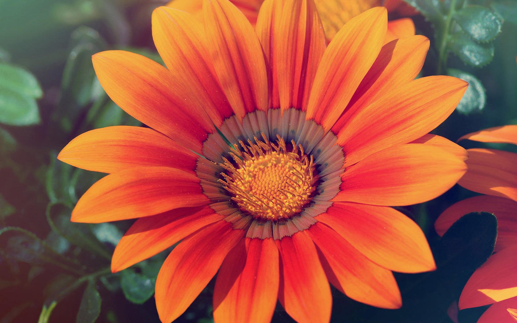 小清新,鸟语花香,花卉,2月26日,儿童桌面专用