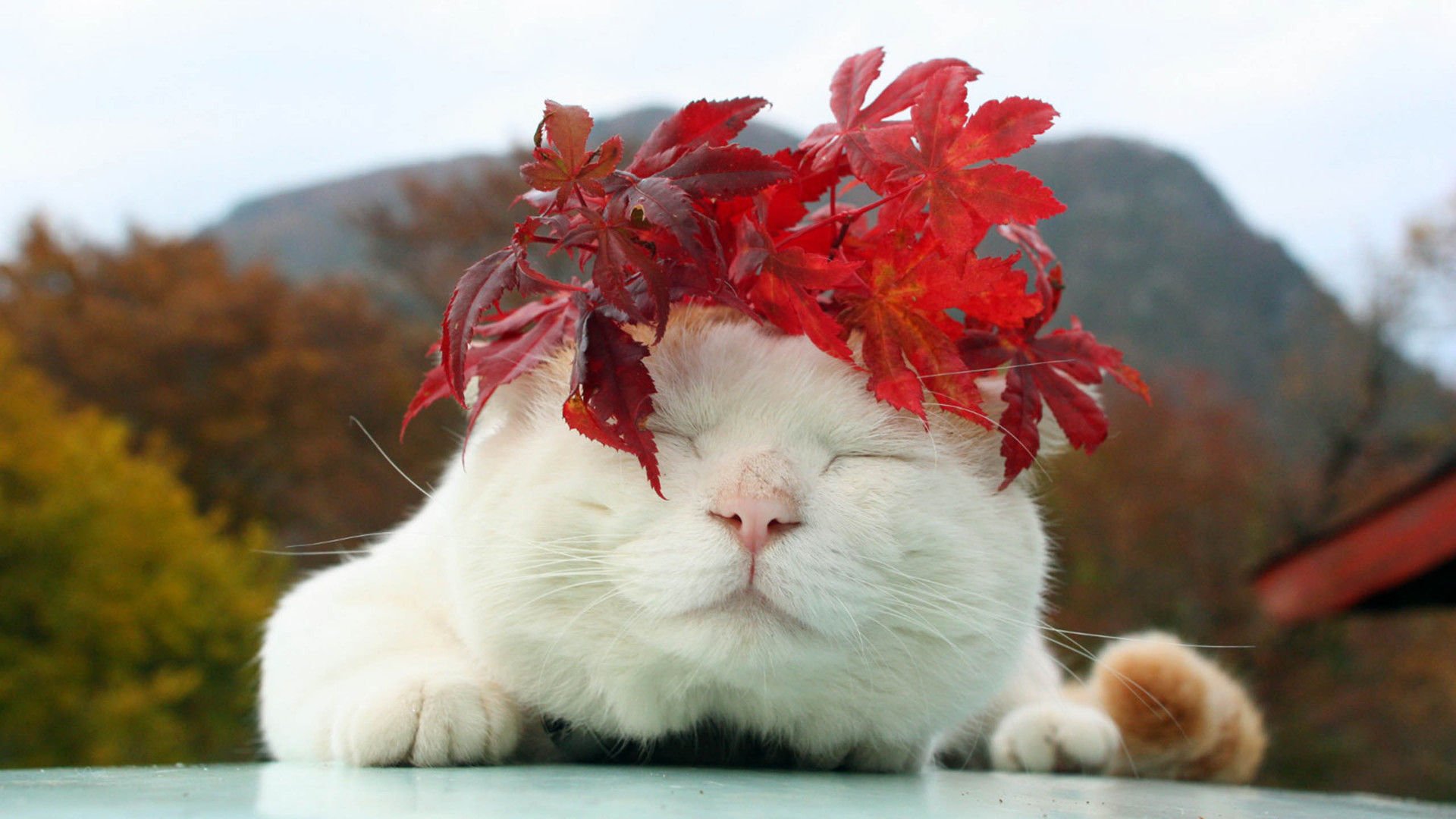 萌宠,喵星人,猫,搞笑图,卖萌,可爱,儿童桌面专用